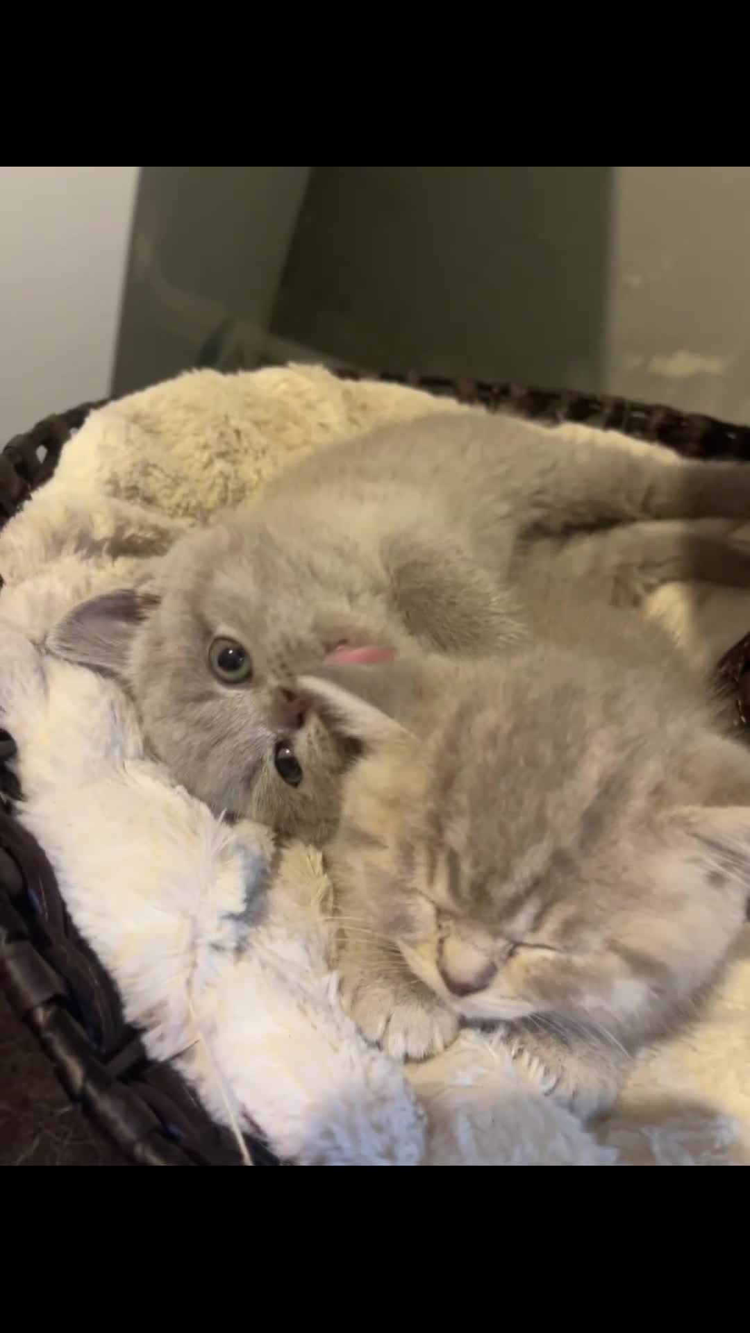 British Shorthair cats for sale: Beautiful bsh lilac kittens  - Video 1
