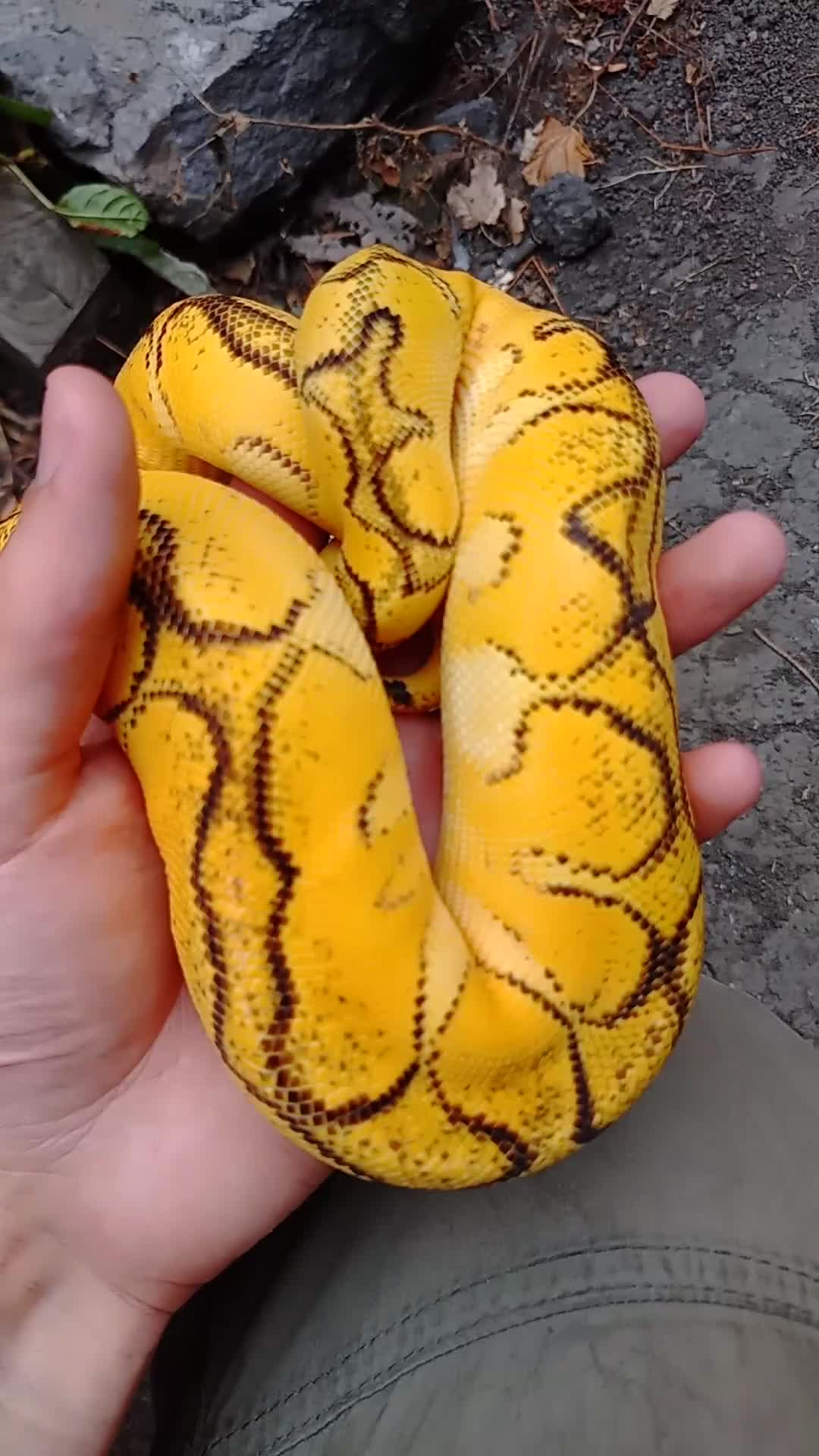 Python Snake reptiles for sale: CB25 Bongo, Pastel, Enchi, red stripe, clown (P OD - Video 1