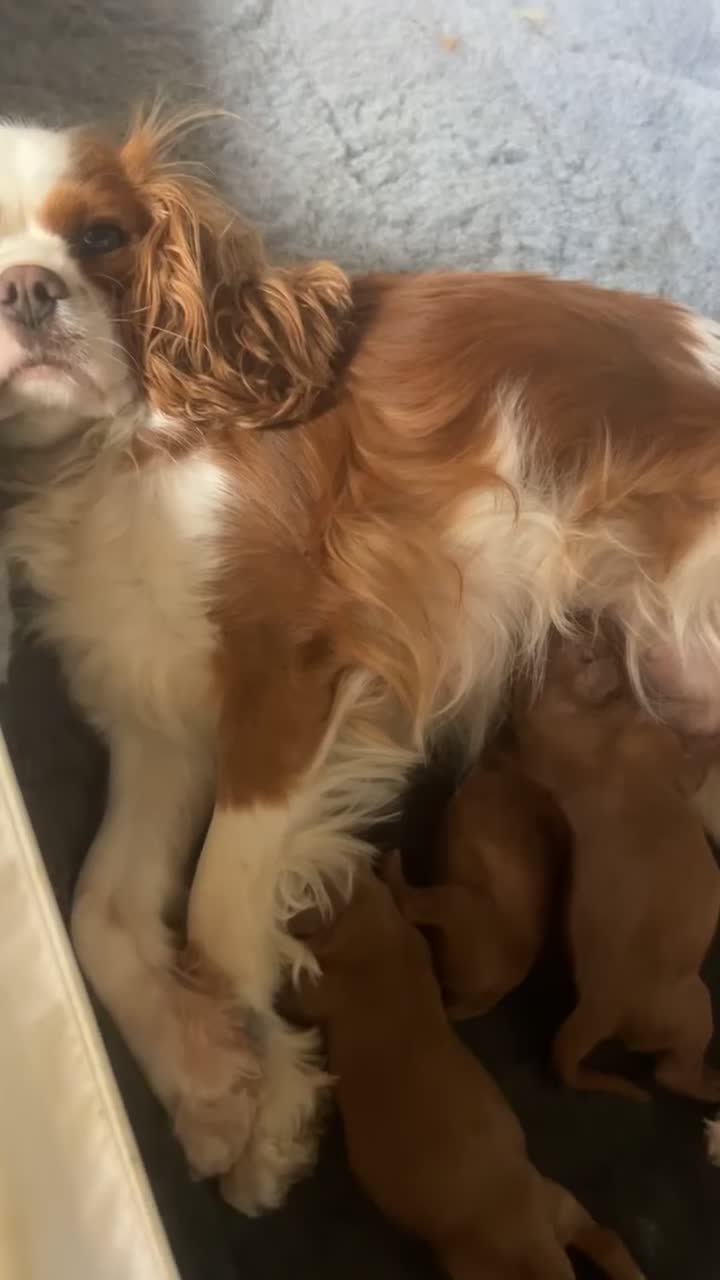 Cavalier King Charles Spaniel dogs for sale: Beautiful KC Registered Litter - Video 1