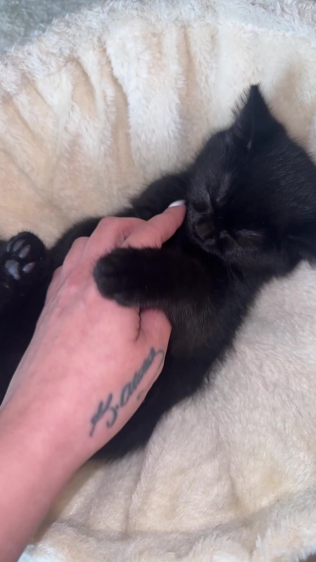 British Shorthair cats for sale: Black british shorthair kitten 1 girl left - Video 2