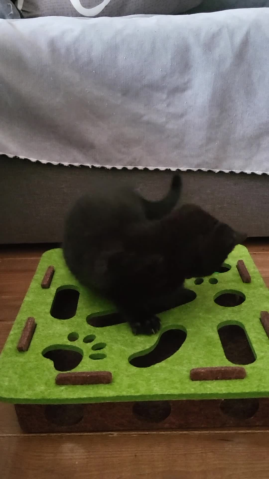Mixed Breed cats for sale: Cute playful 5 kittens - Video 2