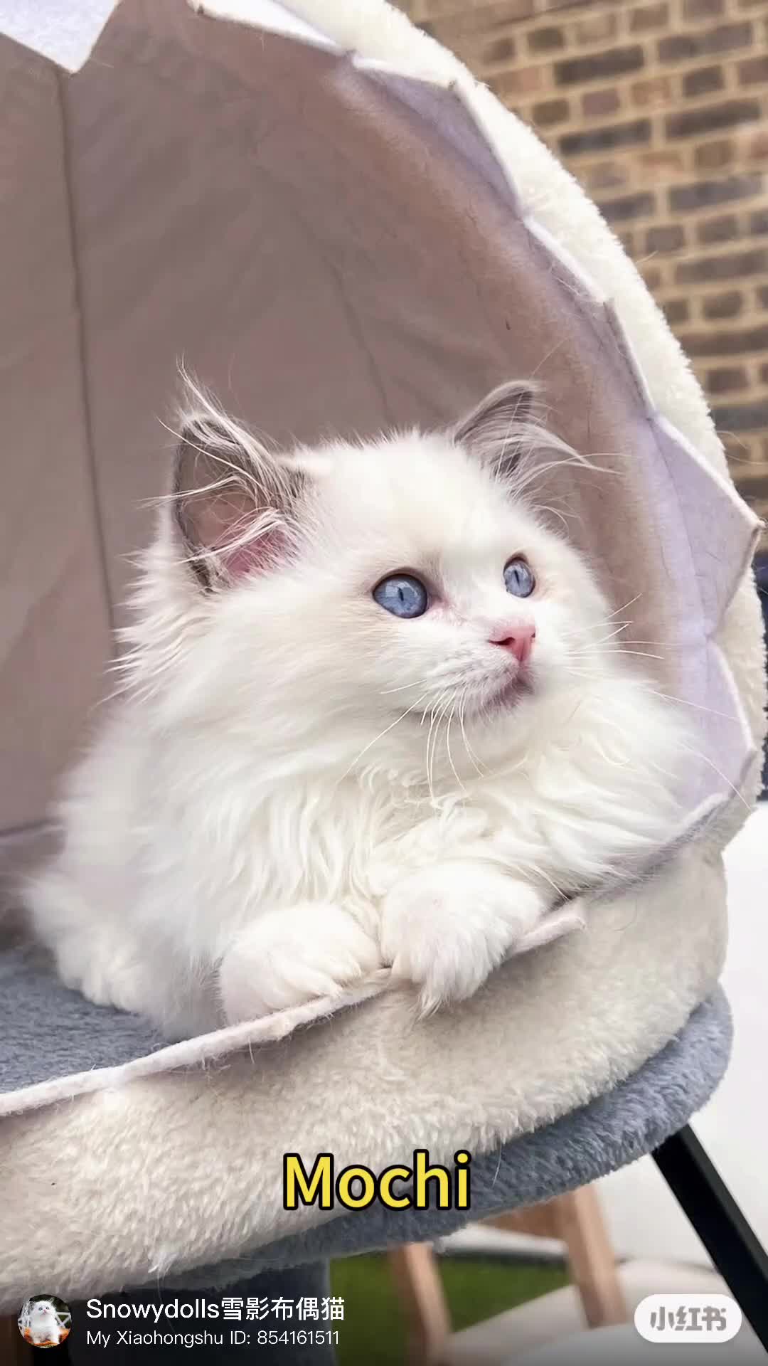 Ragdoll cats for sale: TICA EU pure Ragdoll boys & girls available  in London - Video 2