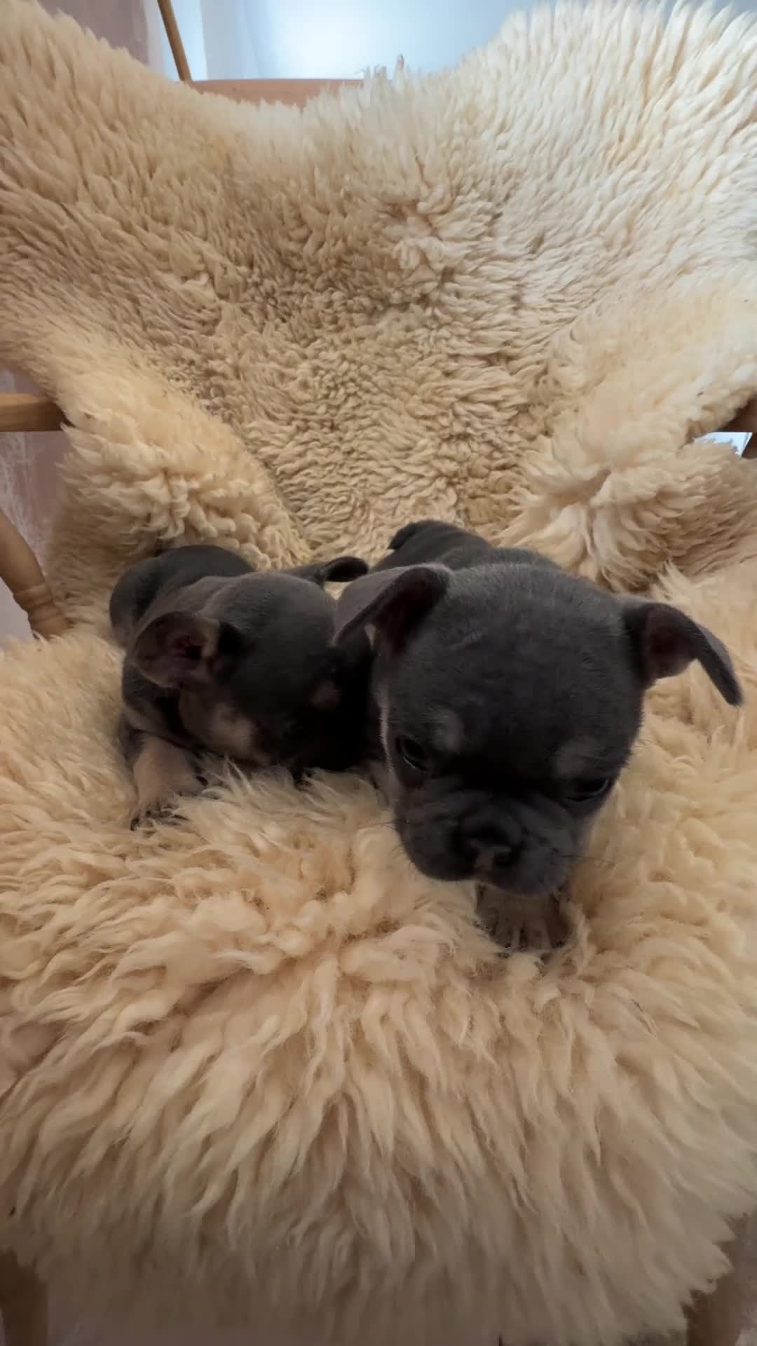 French Bulldog dogs for sale: 2 Female pedigree French bulldog puppies  - Video 1