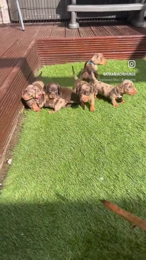 Miniature Dachshund dogs for stud: SLICE - Super Chocolate Dapple Miniature Stud in Dalry - Video 1
