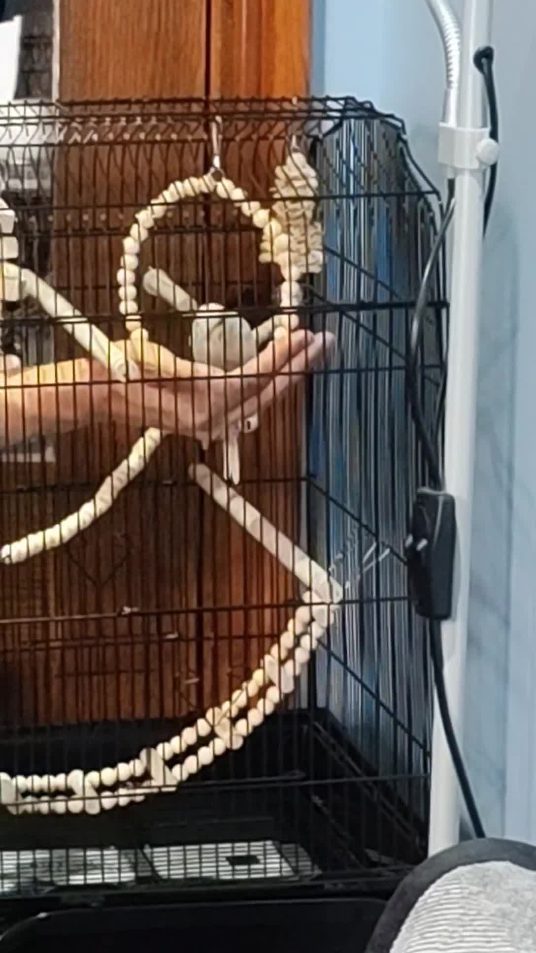 Budgerigars birds for sale: Budgie + Cage set up - Video 1
