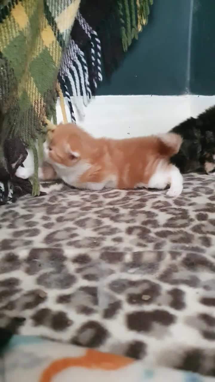 Persian cats for sale: Gorgeous rare colour Persian babies  - Video 2