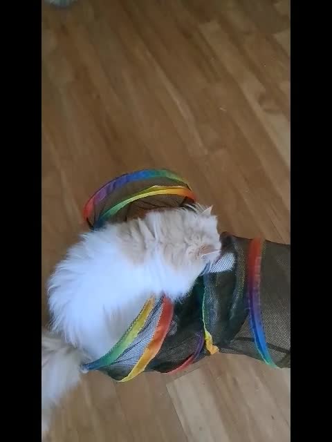 Persian cats for sale:  Pedigree Persian Female Available Now - Video 3