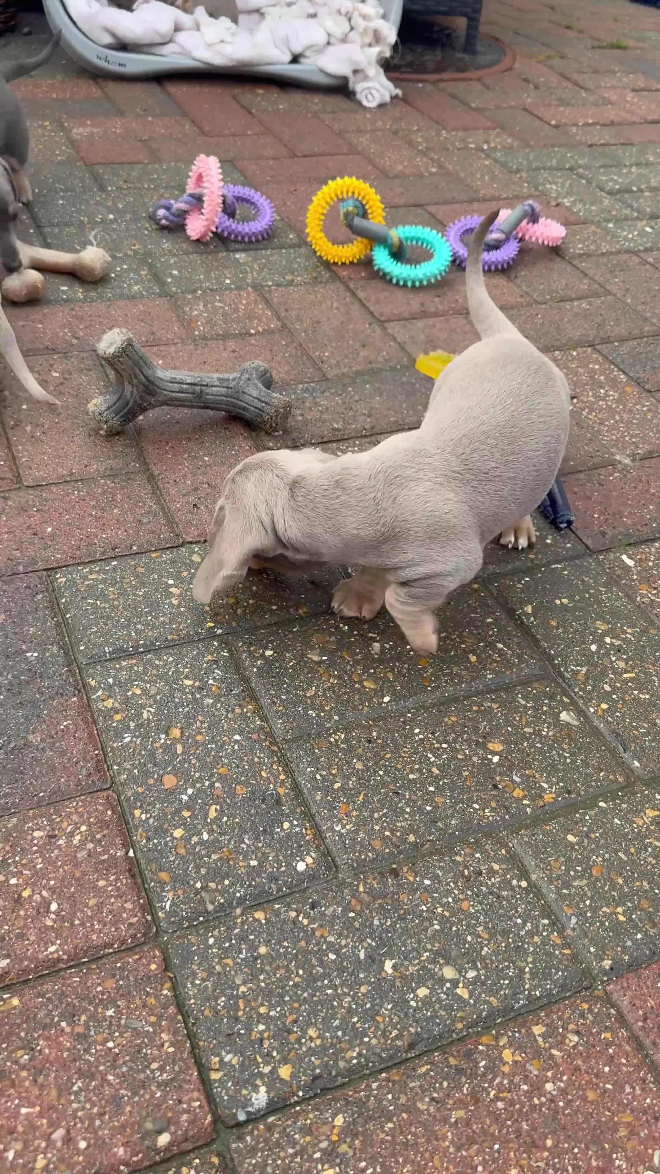 Dachshund dogs for sale: Health Tested Parents Dachshund Puppies   - Video 1