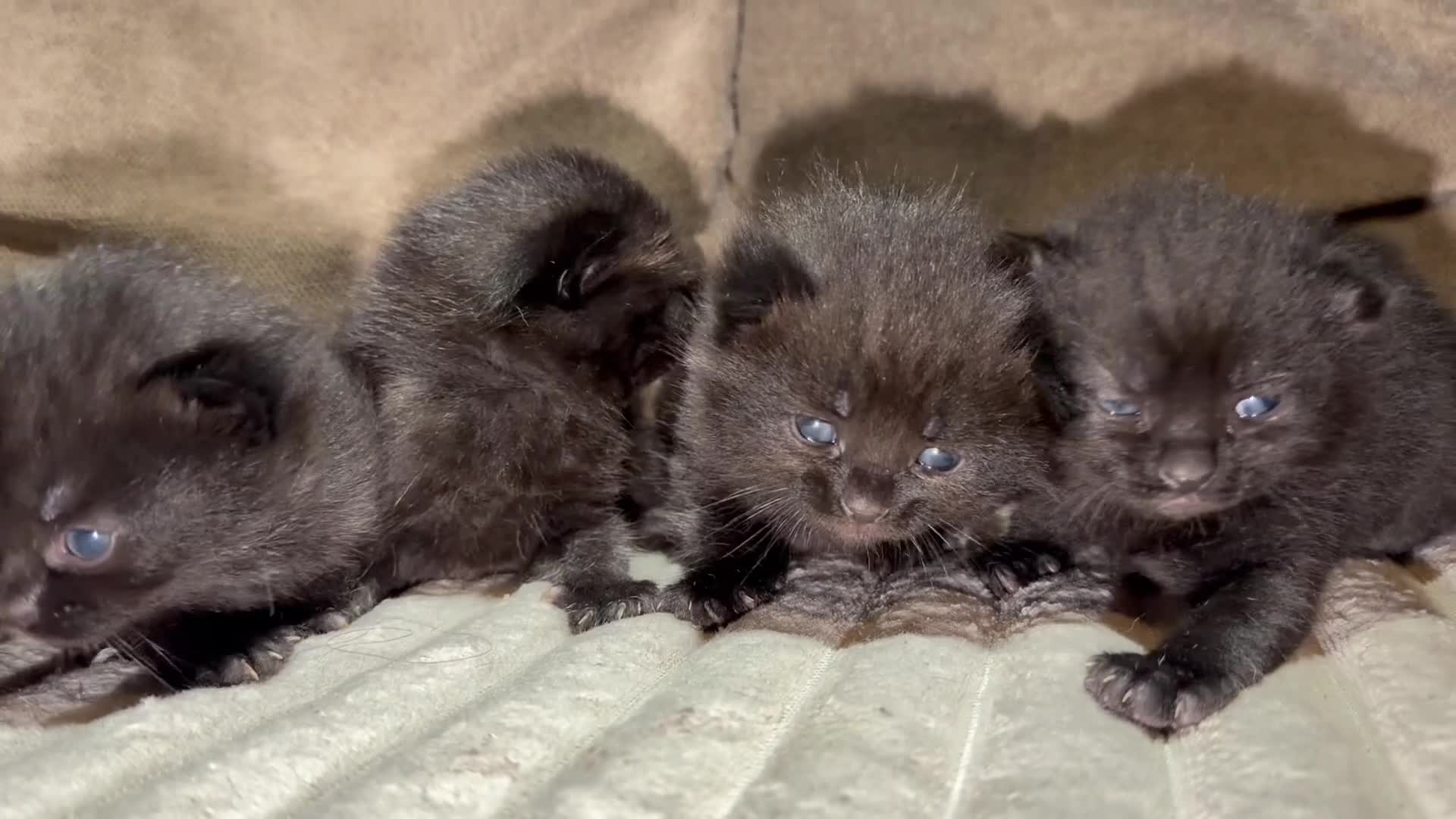 British Shorthair cats for sale: 4 chunky bsh kittens  - Video 1