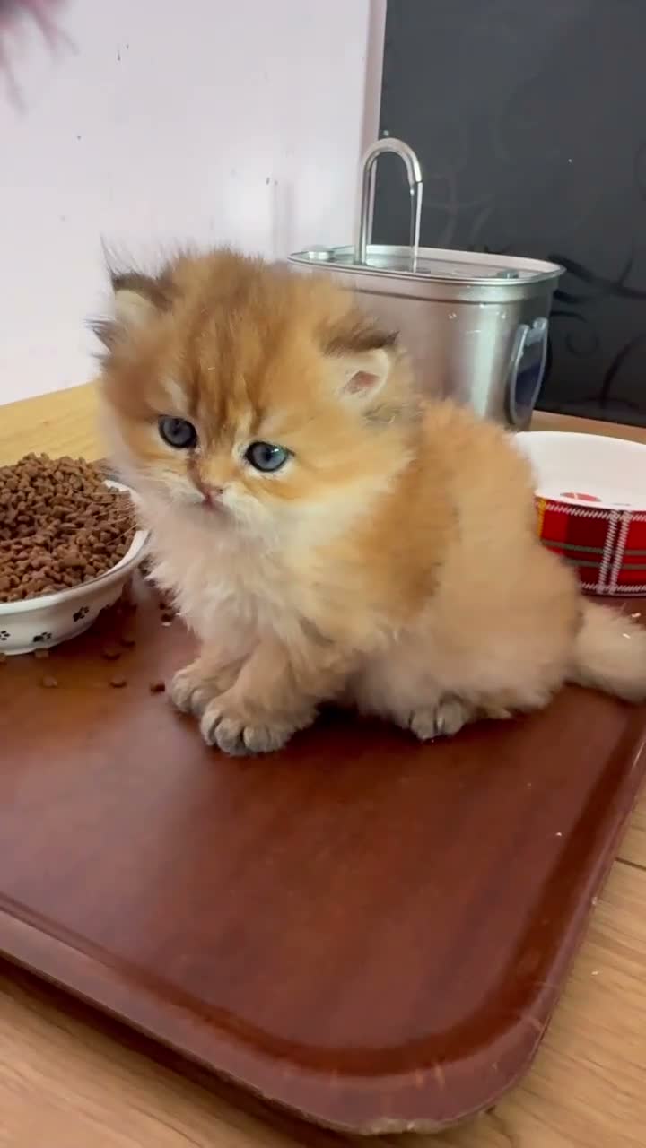 British Longhair cats for sale: ✨STUNNING Golden fluffy Gentleman TICA Registered✨ - Video 1