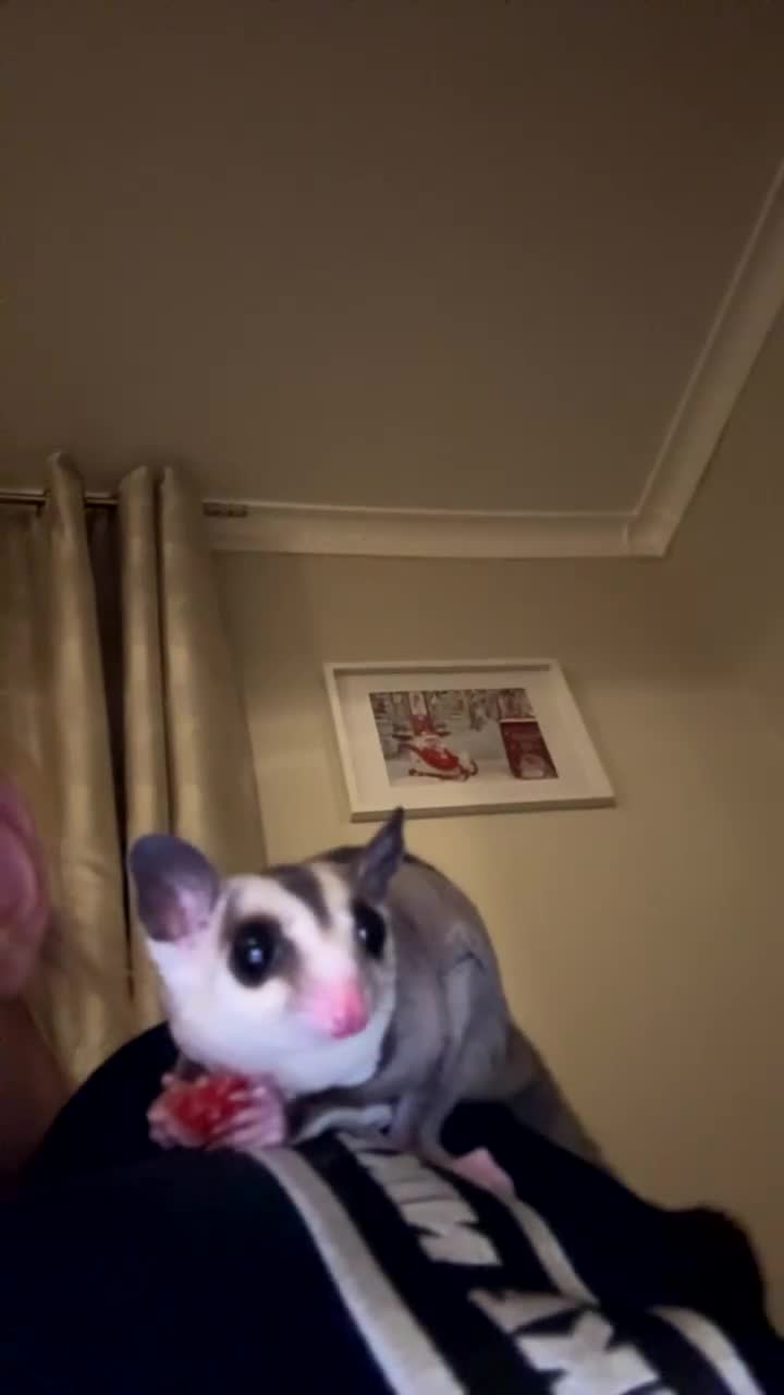 Sugar Glider rodents for sale: twin sugar gliders  - Video 1