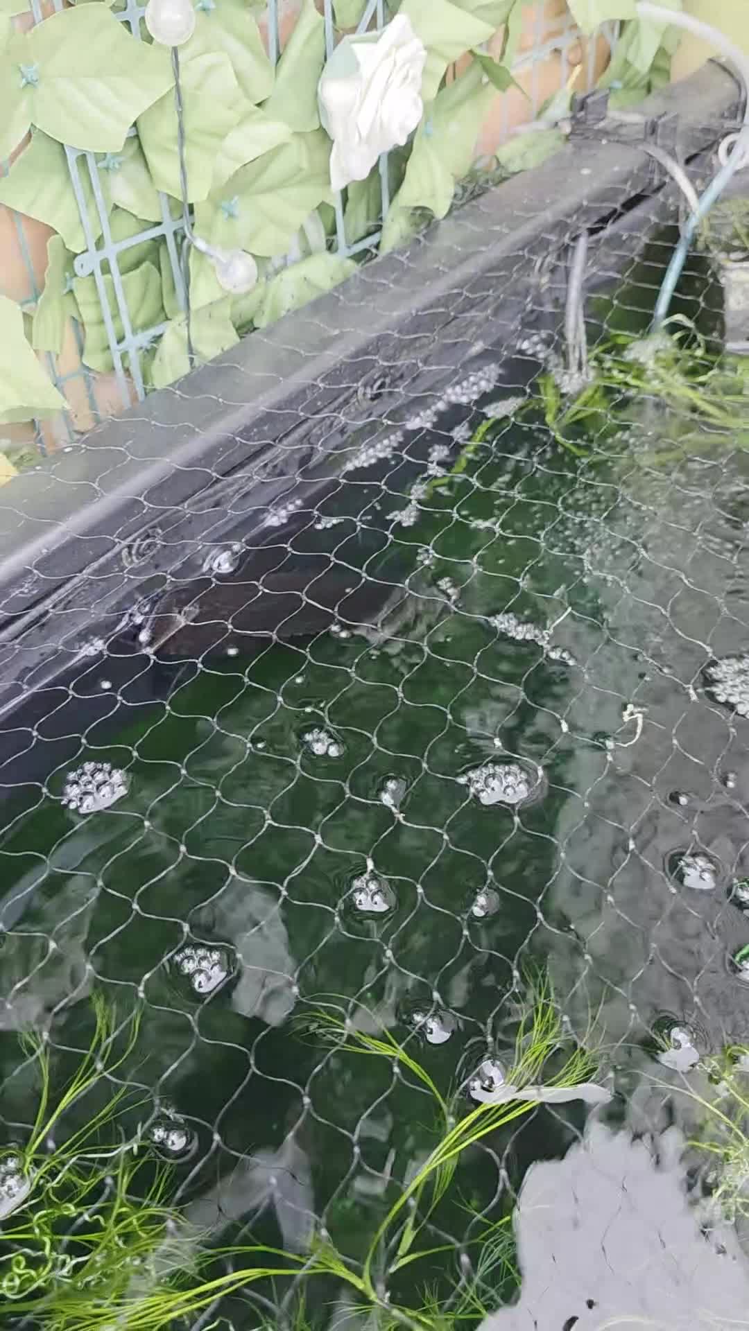 Koi Carp fish for sale: 4× ghost koi 1 sturgeon in Bridgwater - Video 1