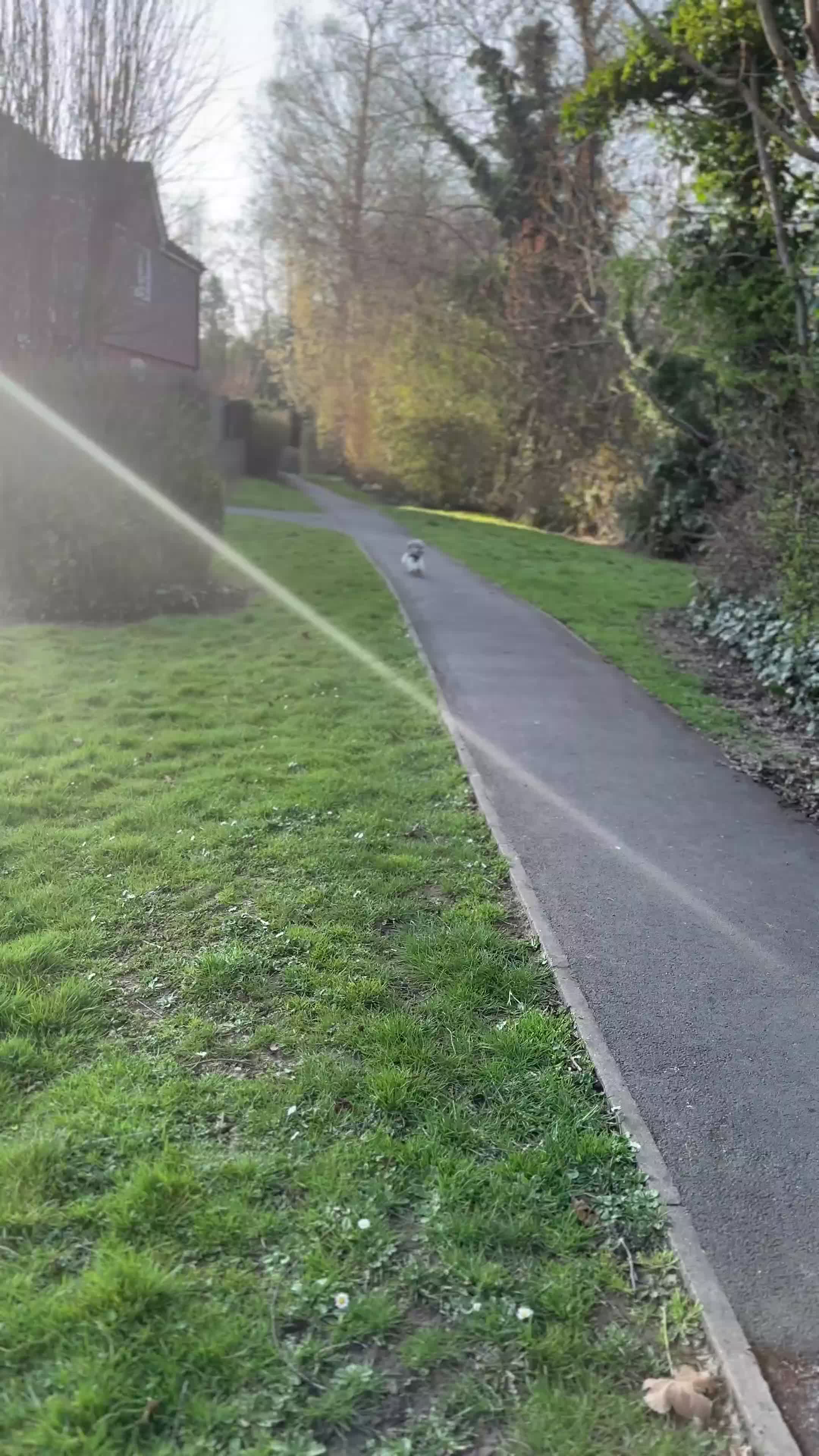 Toy Poodle dogs for stud: 7.5inch Toy HEALTH TESTED ASIAN IMPORT in Guildford - Video 4