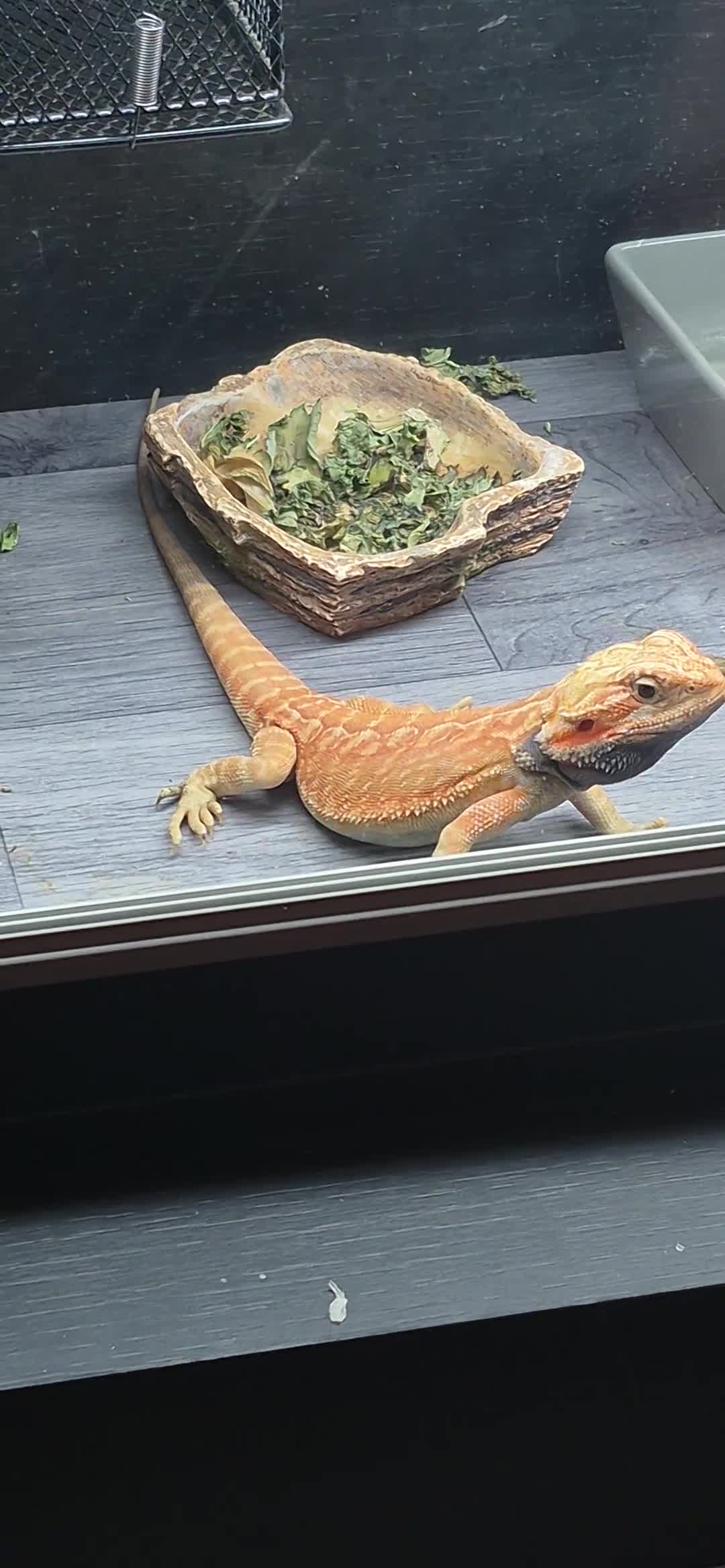 Bearded Dragon reptiles for sale: orange hypo trans leatherback bearded dragon - Video 1