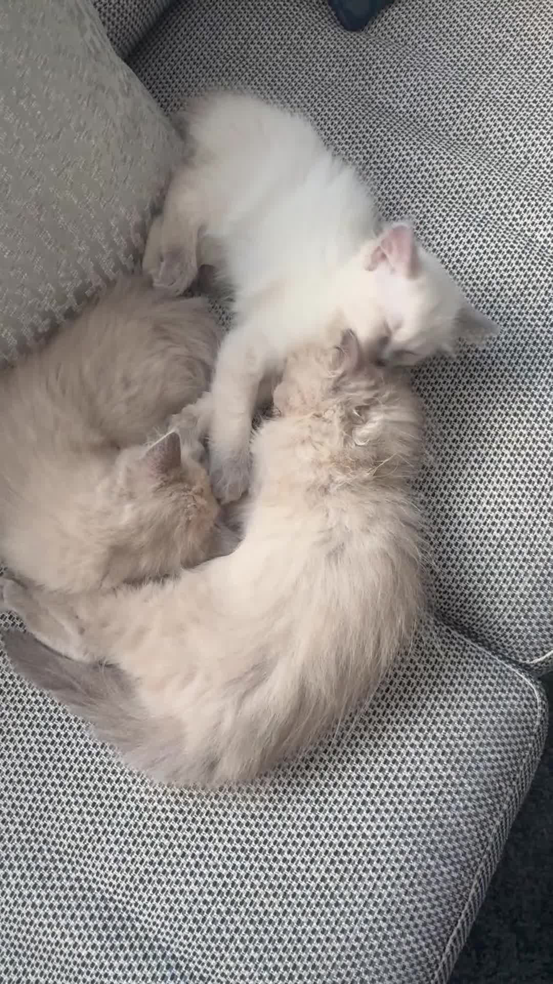 Ragdoll cats for sale: Beautiful Bluepoint Ragdoll kitten in Glasgow - Video 1