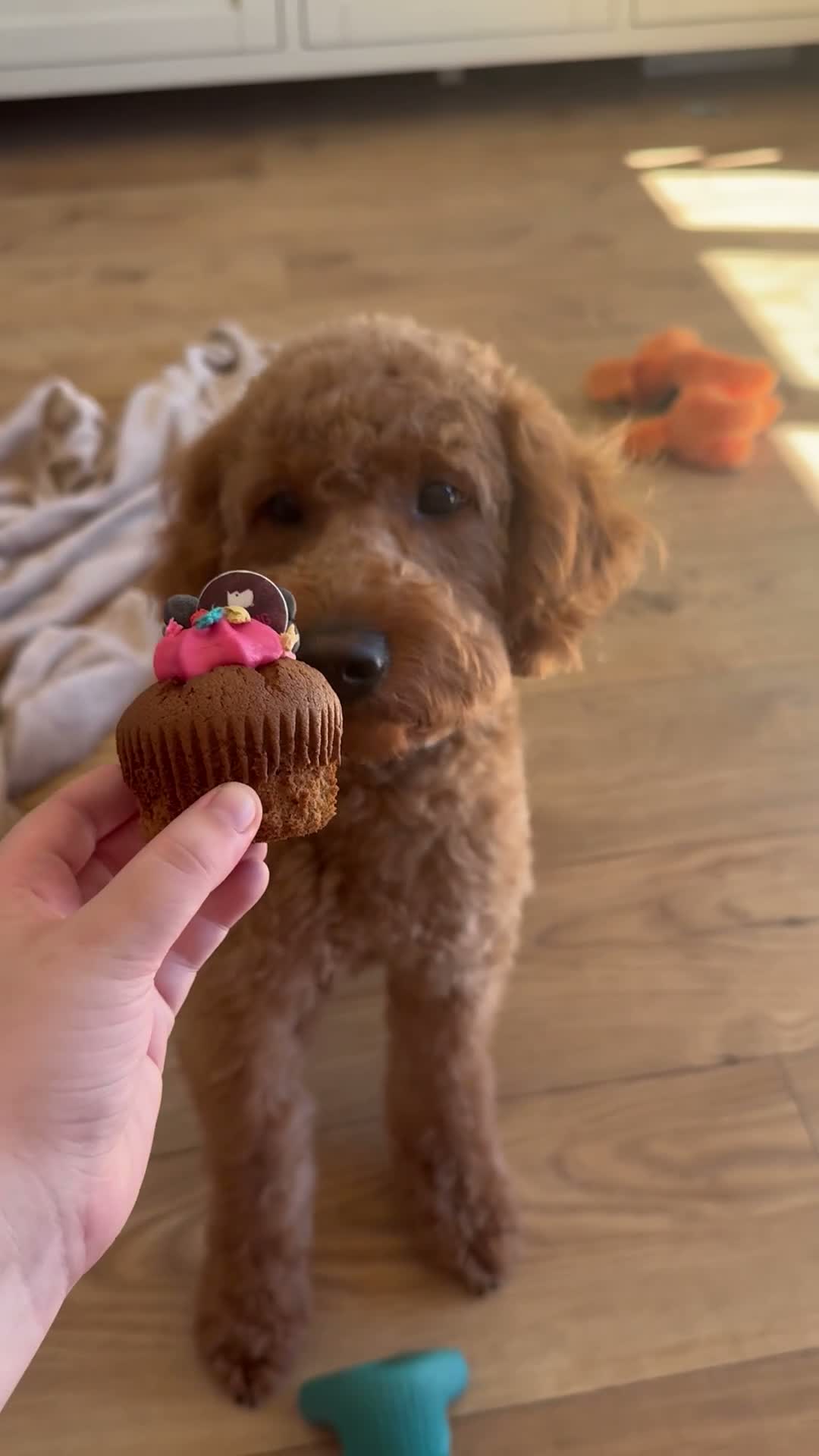 Mini Goldendoodle dogs for sale: Lovely male mini golden-doodle for rehoming! - Video 1