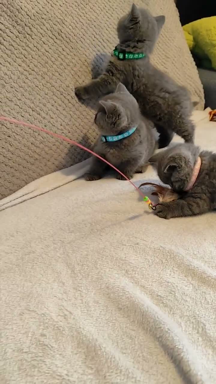 British Shorthair cats for sale: Beautiful British Shorthair Kittens – GCCF Reg in London - Video 3