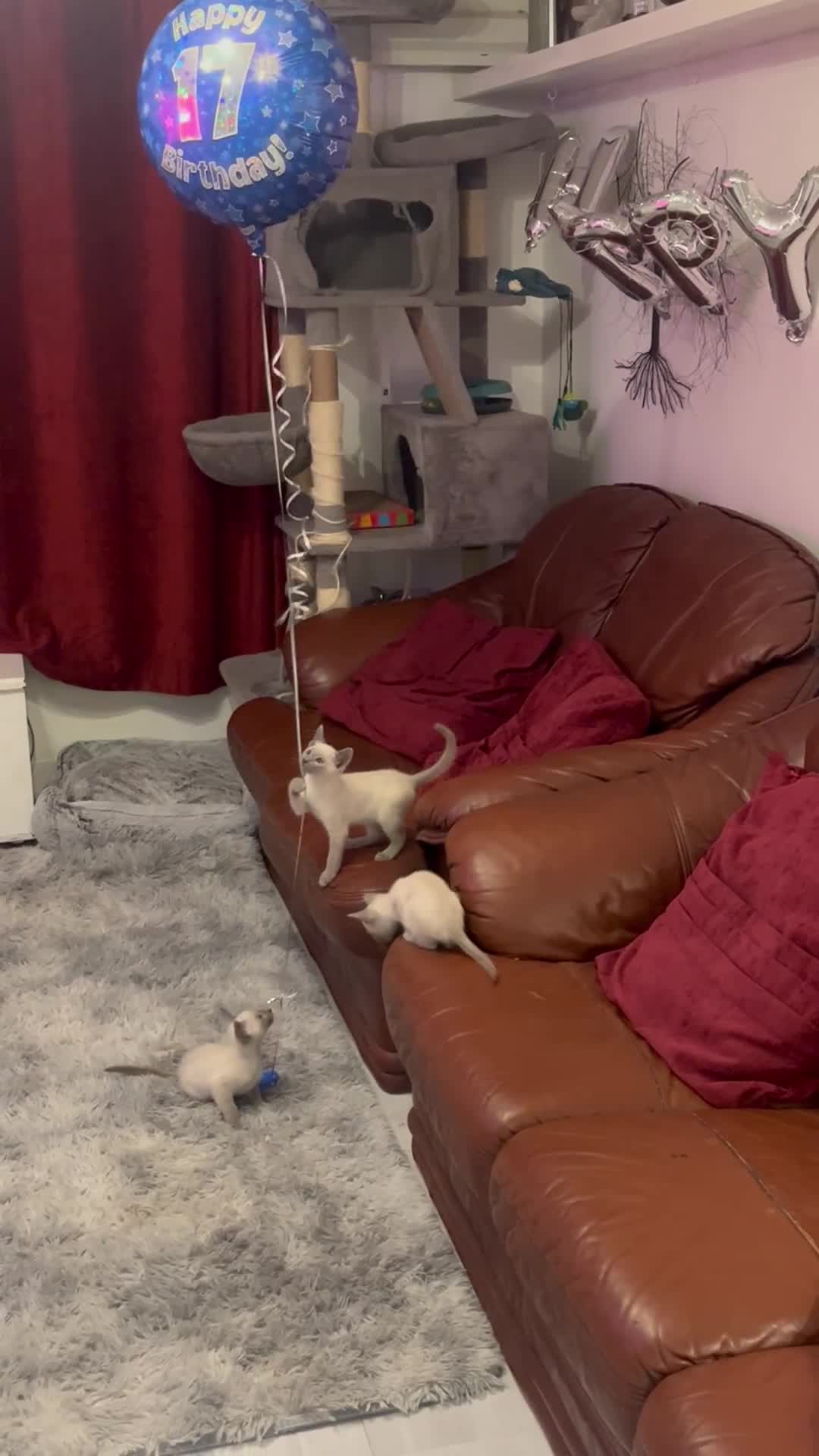 Siamese cats for sale: Blue Point Siamese in Milnthorpe - Video 1