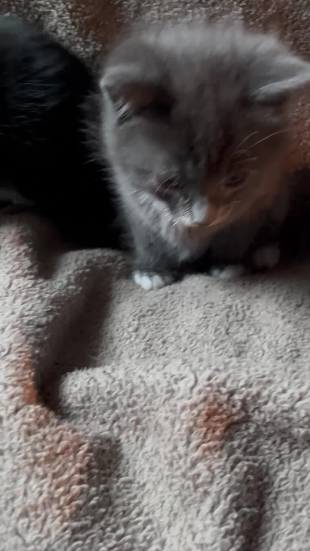 Mixed Breed cats for sale: 2 Kittens Available For their forever homes - Video 2