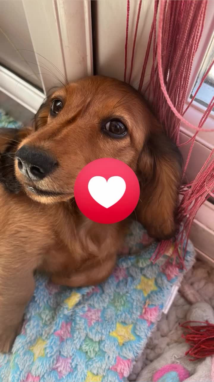 Miniature Dachshund dogs for sale: Kc reg long hair mini dachshunds dna parents  - Video 3