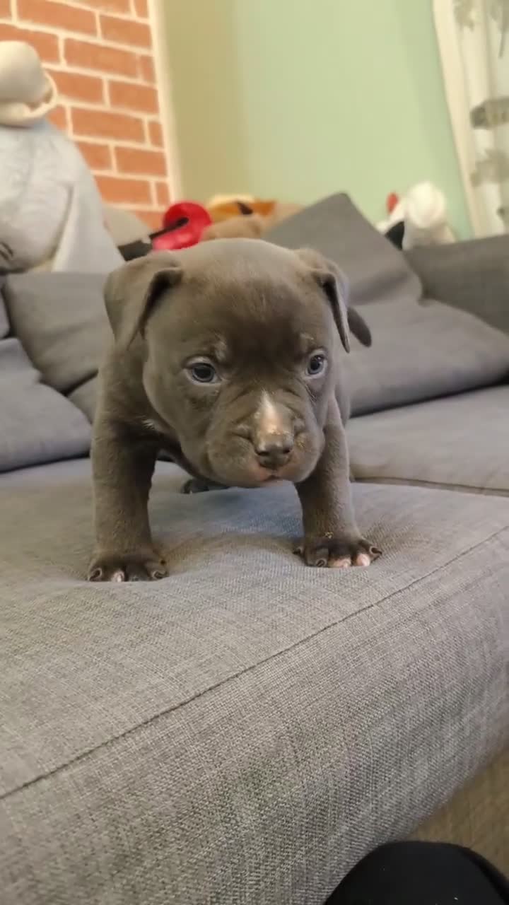 American Bully dogs for sale: American Bully Pocket Puppies ready for new Homes - Video 2