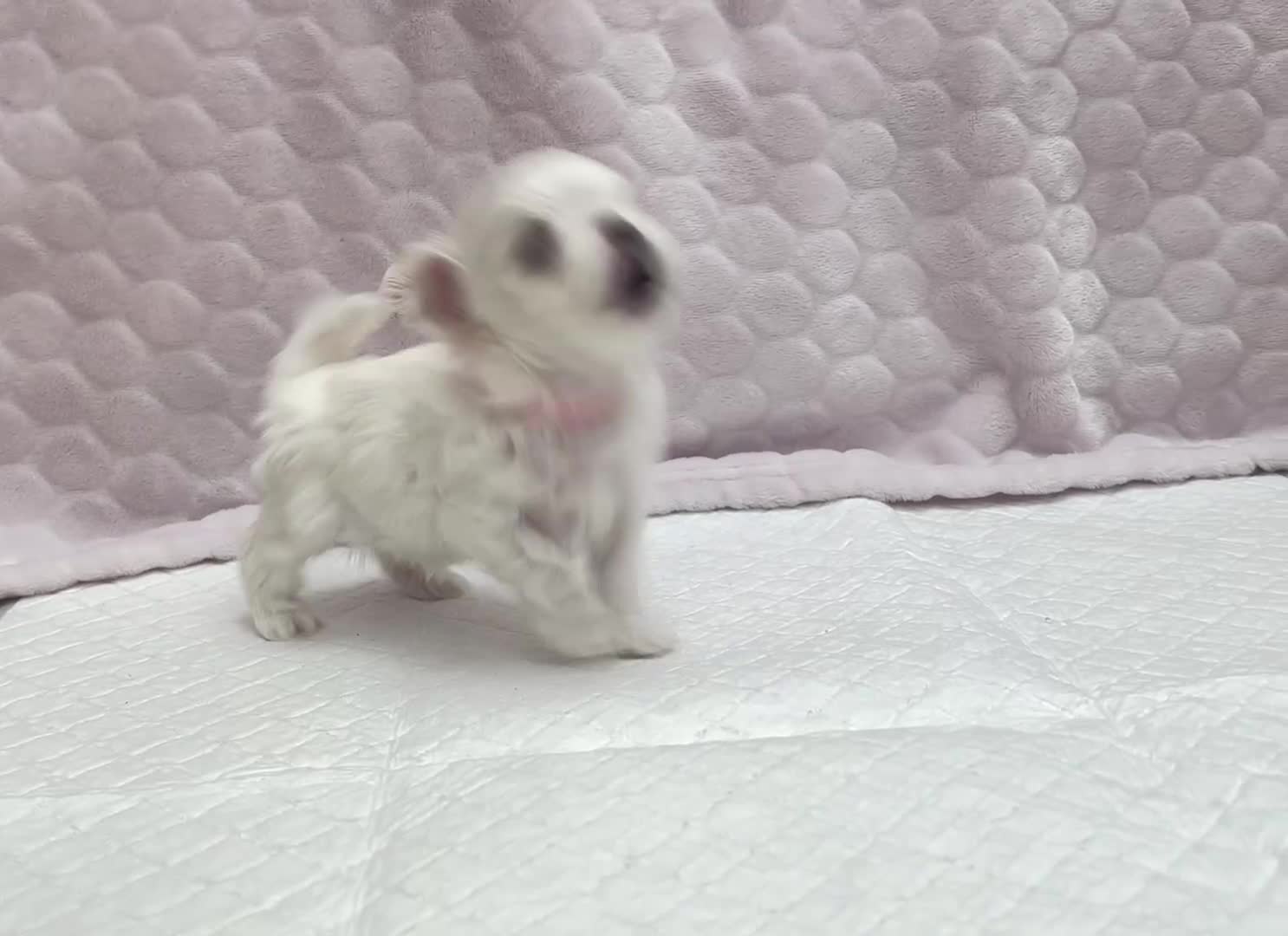 Maltese dogs for sale: ✨💫Tiny Exquisite Bambelina Maltese 💫✨ - Video 4