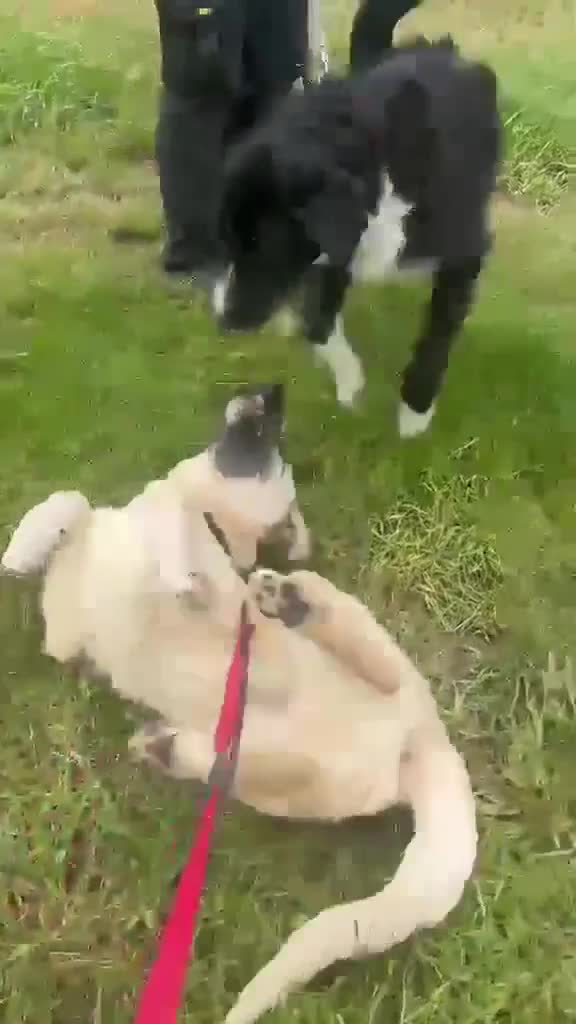 Mixed Breed dogs for adoption: Donnie - A Loyal Companion For The Right Home - Video 1