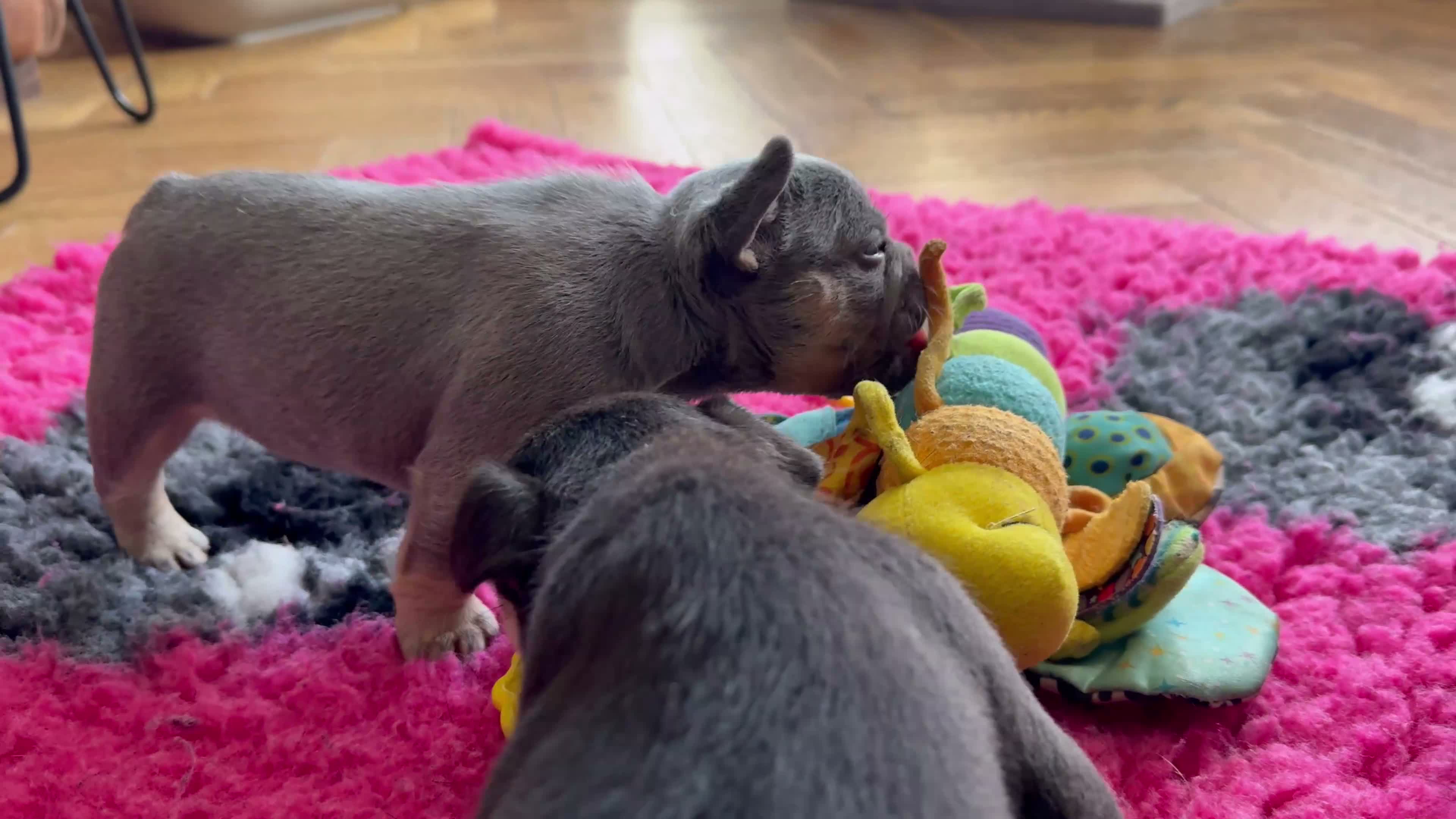 French Bulldog dogs for sale: HEALTH TESTED QUALITY FRENCH BULLDOG PUPPIES - Video 1