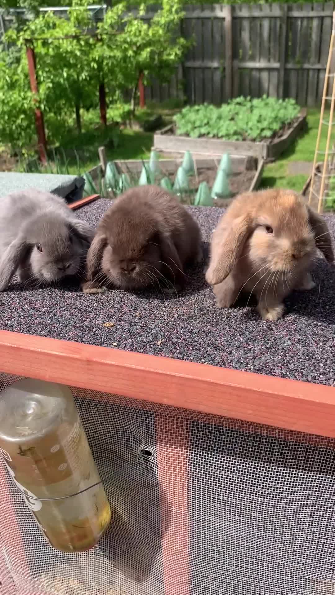 Mini Lop rabbits for sale: Baby Mini Lop Eared Rabbits-8 Weeks Old-£80 Each . in Chester-le-Street - Video 1