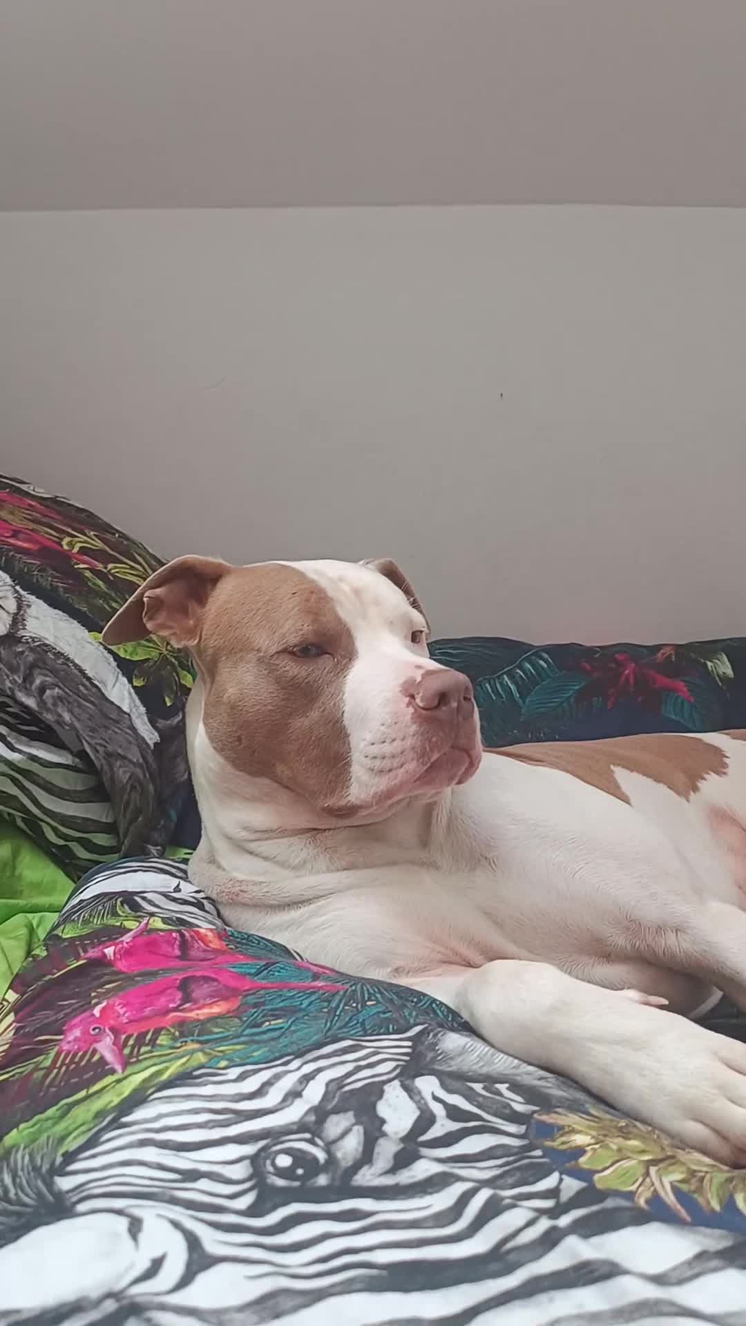 American Bulldog dogs for sale: Beautiful American Scott Bulldog for sale  - Video 1