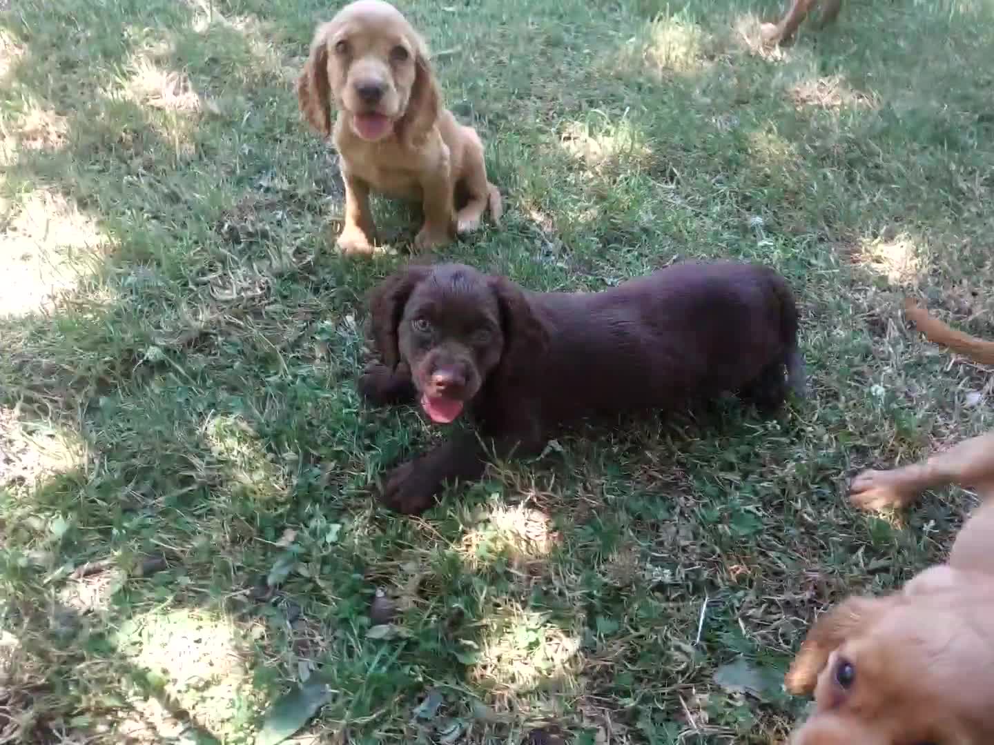 Cocker Spaniel dogs for sale: Kc health tested working cocker spaniel puppies - Video 3