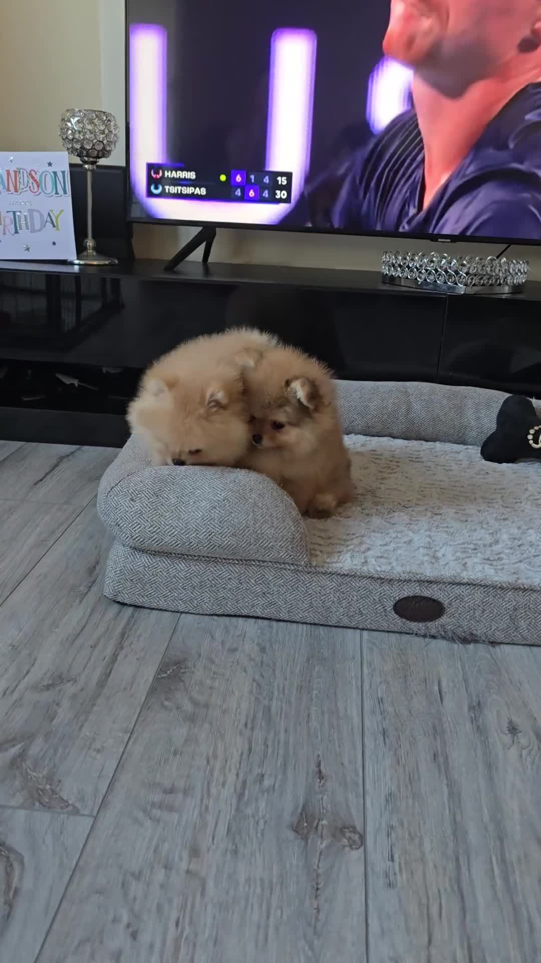 Pomeranian dogs for sale: Quality pomeranian pups - Video 1