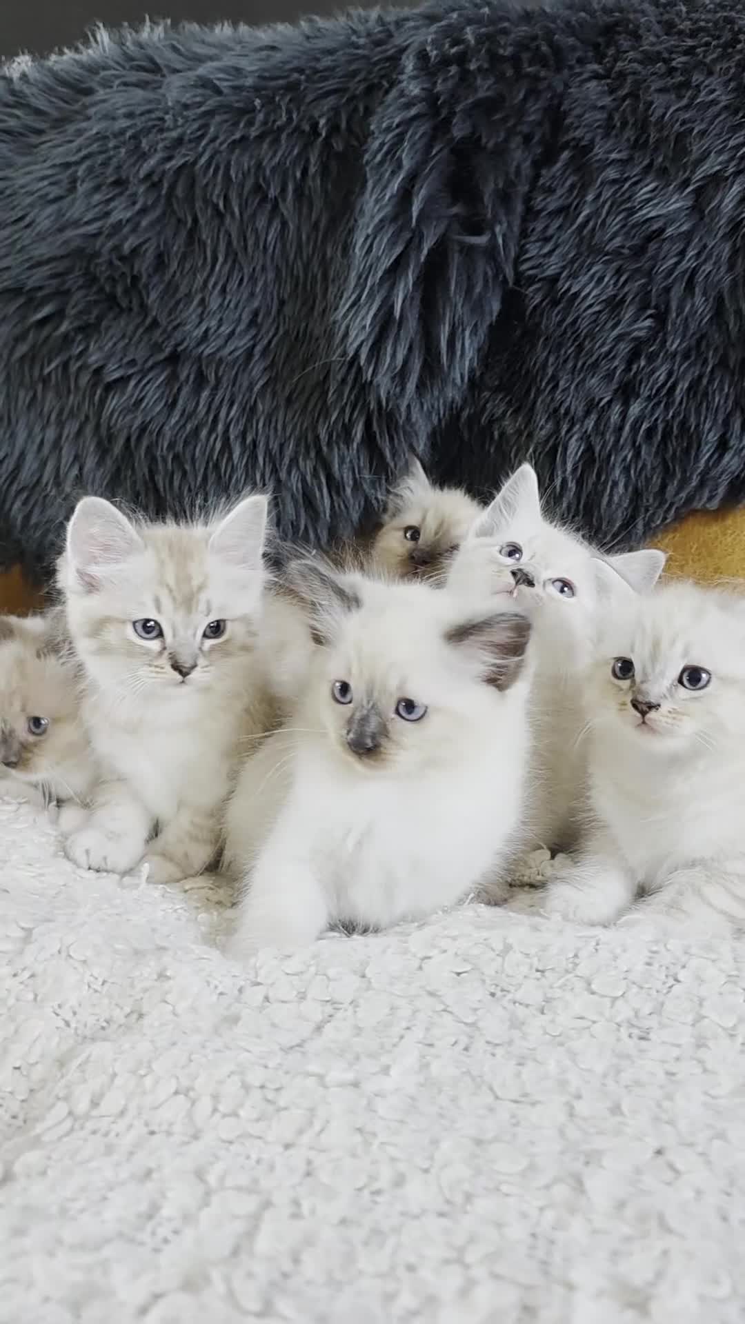 Ragdoll cats for sale: Beautifull Ragdoll Kittens - Ready Now! - Video 1