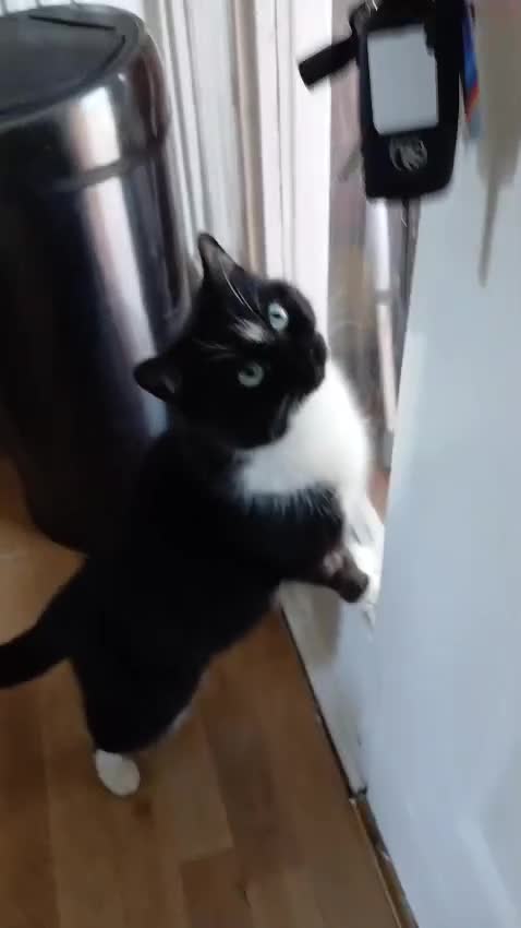 Mixed Breed cats for sale: Adult Female Cat Age 3 - Video 1