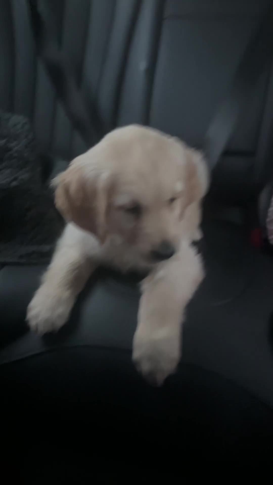 Golden Retriever dogs for sale: 9 week old golden retriever puppy - Video 1