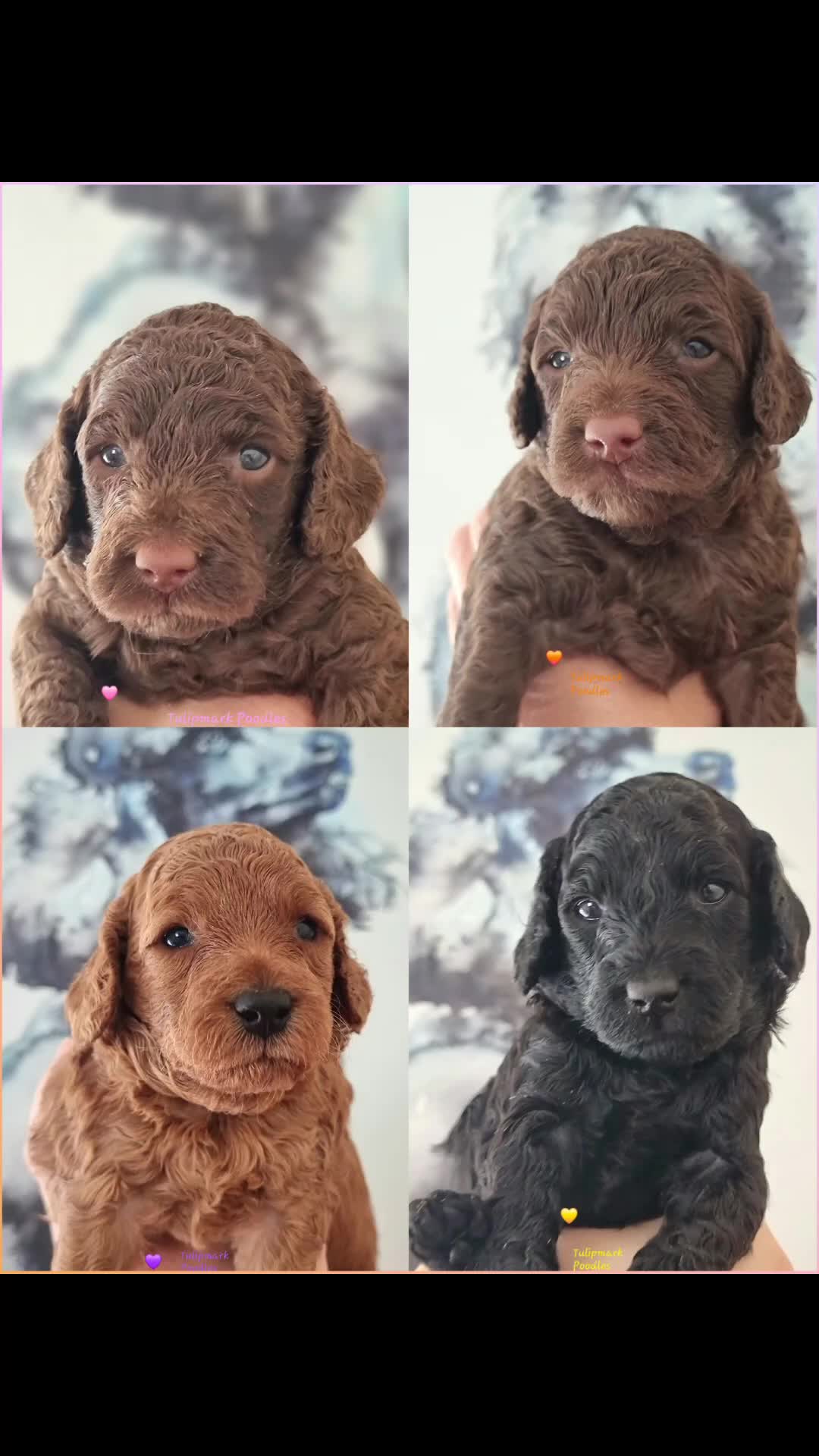 Miniature Poodle dogs for sale: Exceptional KC Miniature Poodles - Video 1