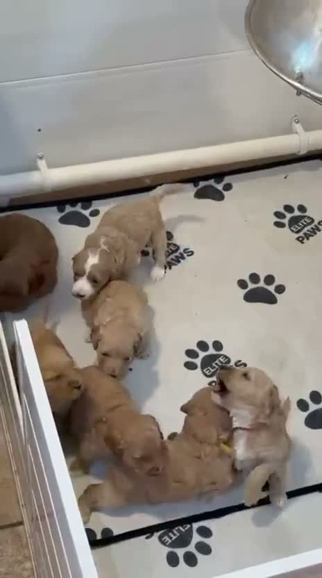 Labradoodle dogs for sale: 🐾 Labradoodle Puppies – Boys & Girls Available 🐾 - Video 3