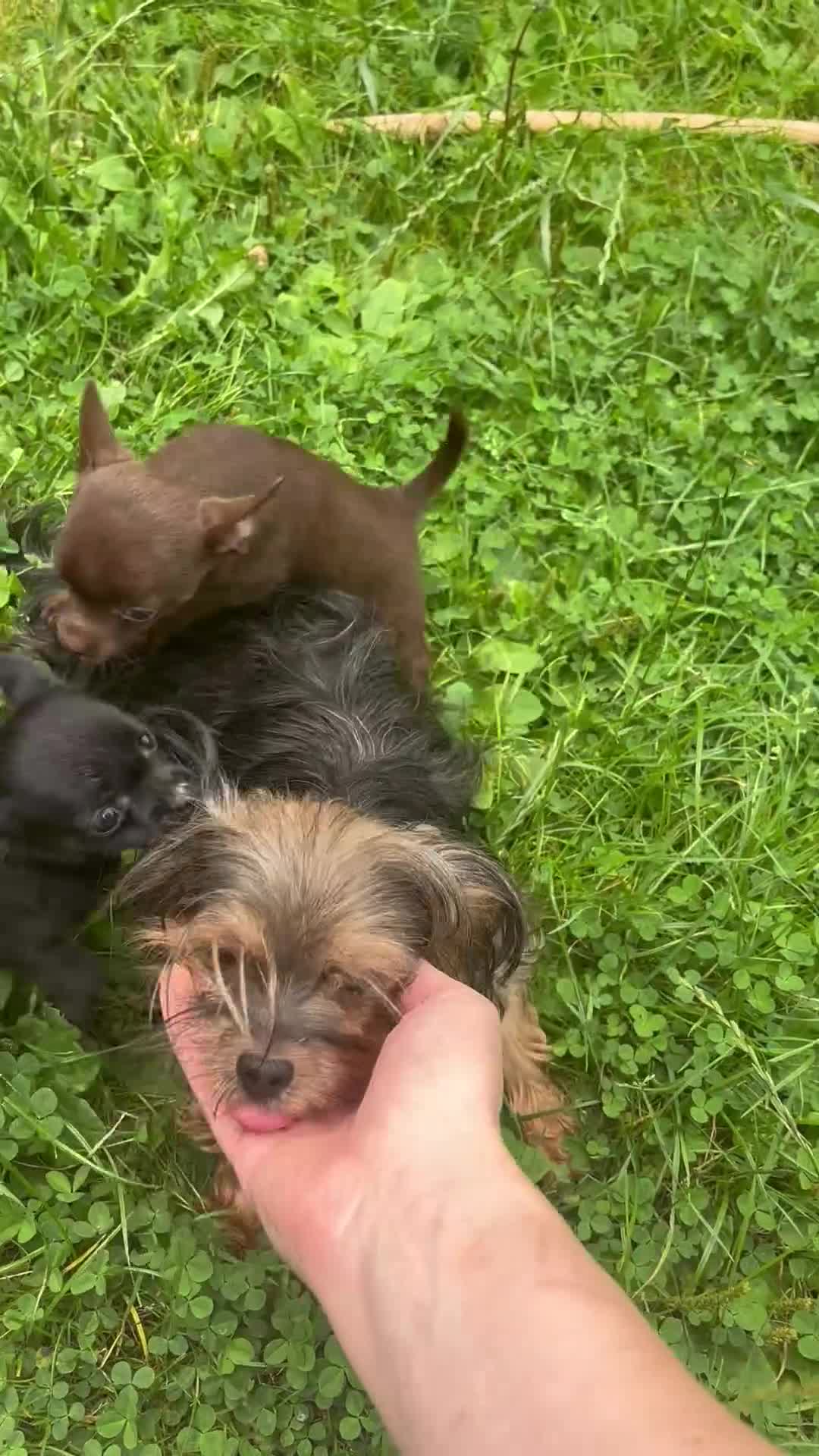 Chorkie dogs for sale: Chorkie puppies for forever homes  - Video 2