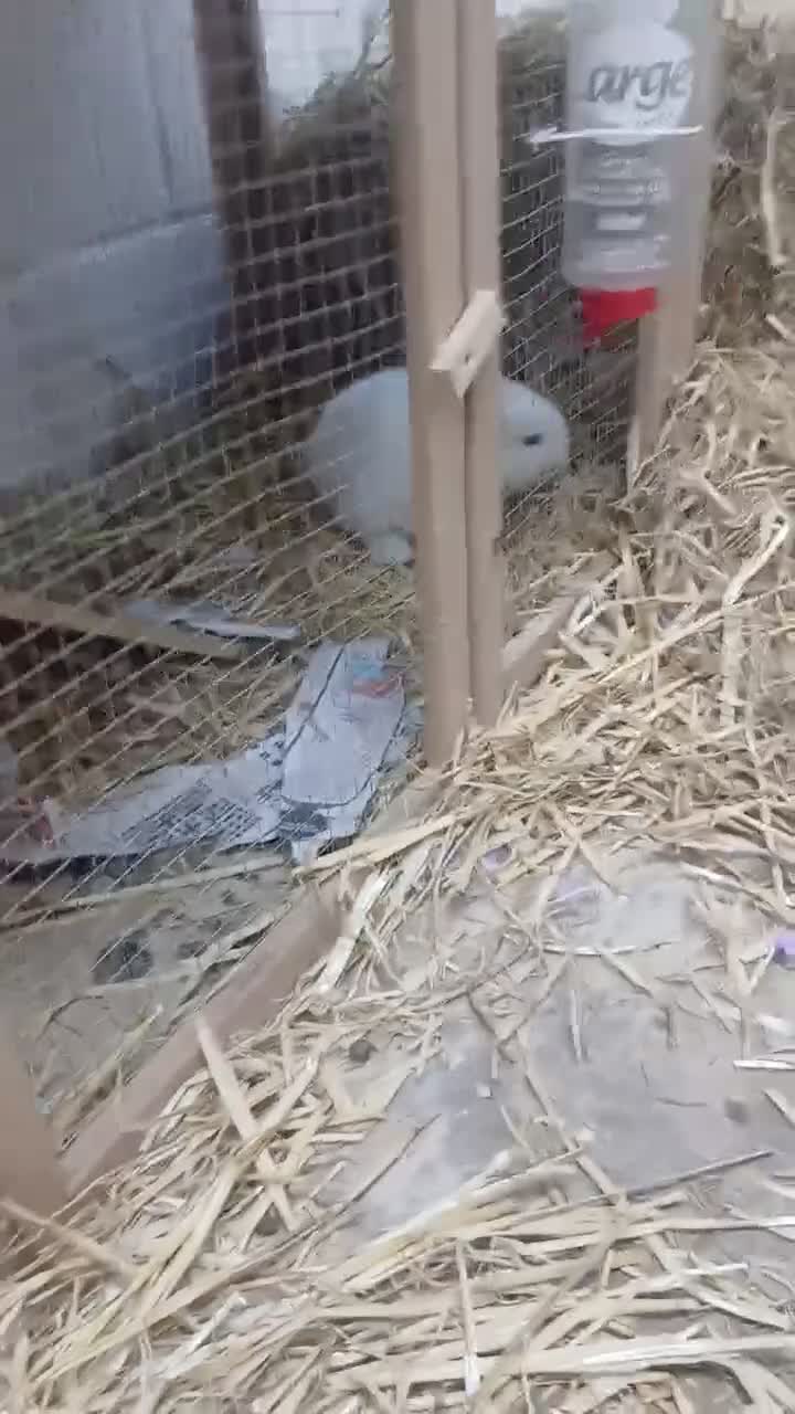 Mini Lop rabbits for sale: Beautiful MiniLop Bunnies - Video 1