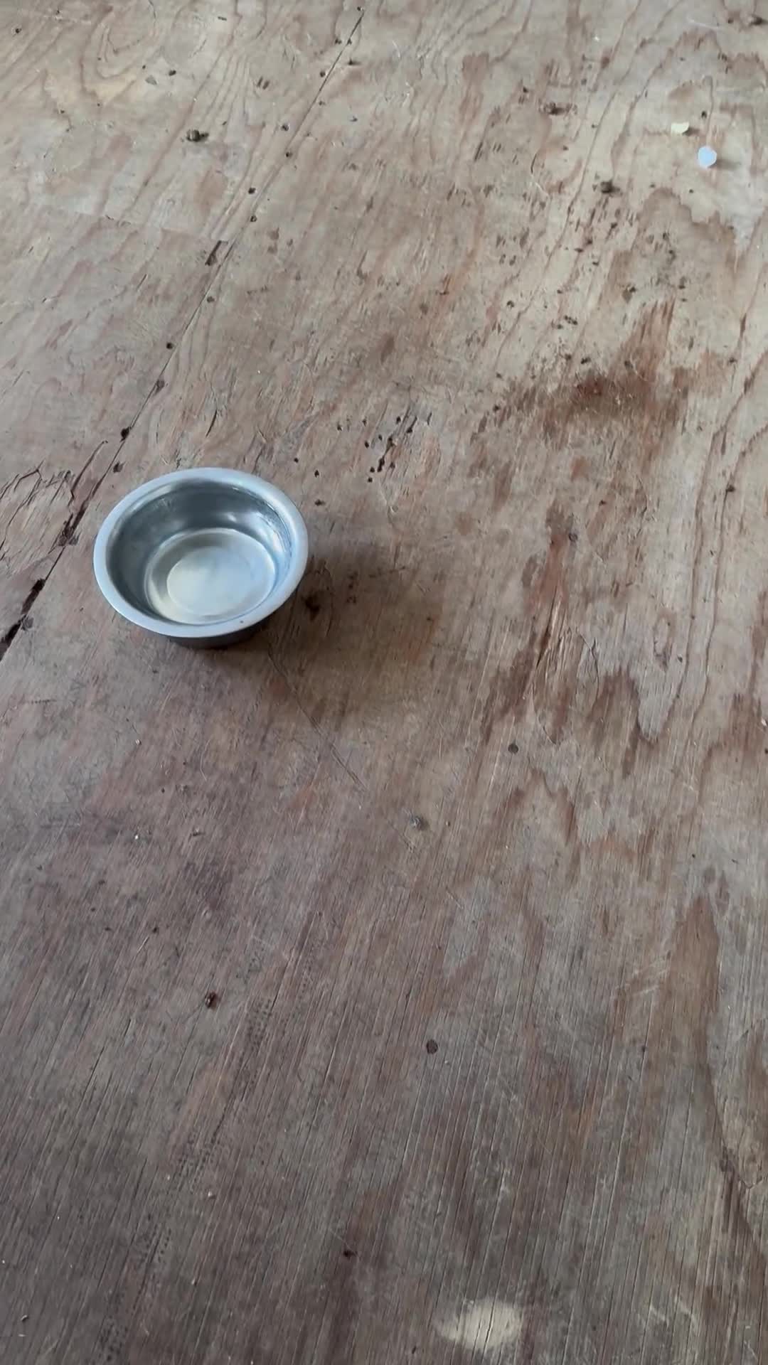 Mixed Breed dogs for sale: Tiny and beautiful  - Video 1