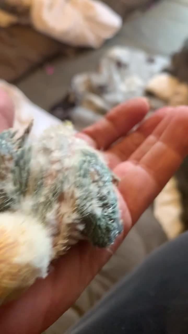 Lovebirds birds for sale: Fisher Lovebird chicks ready in 3 wks Worcs  - Video 1