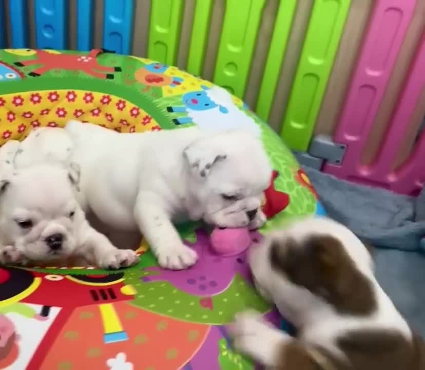 English Bulldog dogs for sale: ** PUREBRED STANDARD COLOUR BULLDOG PUPPIES** - Video 3