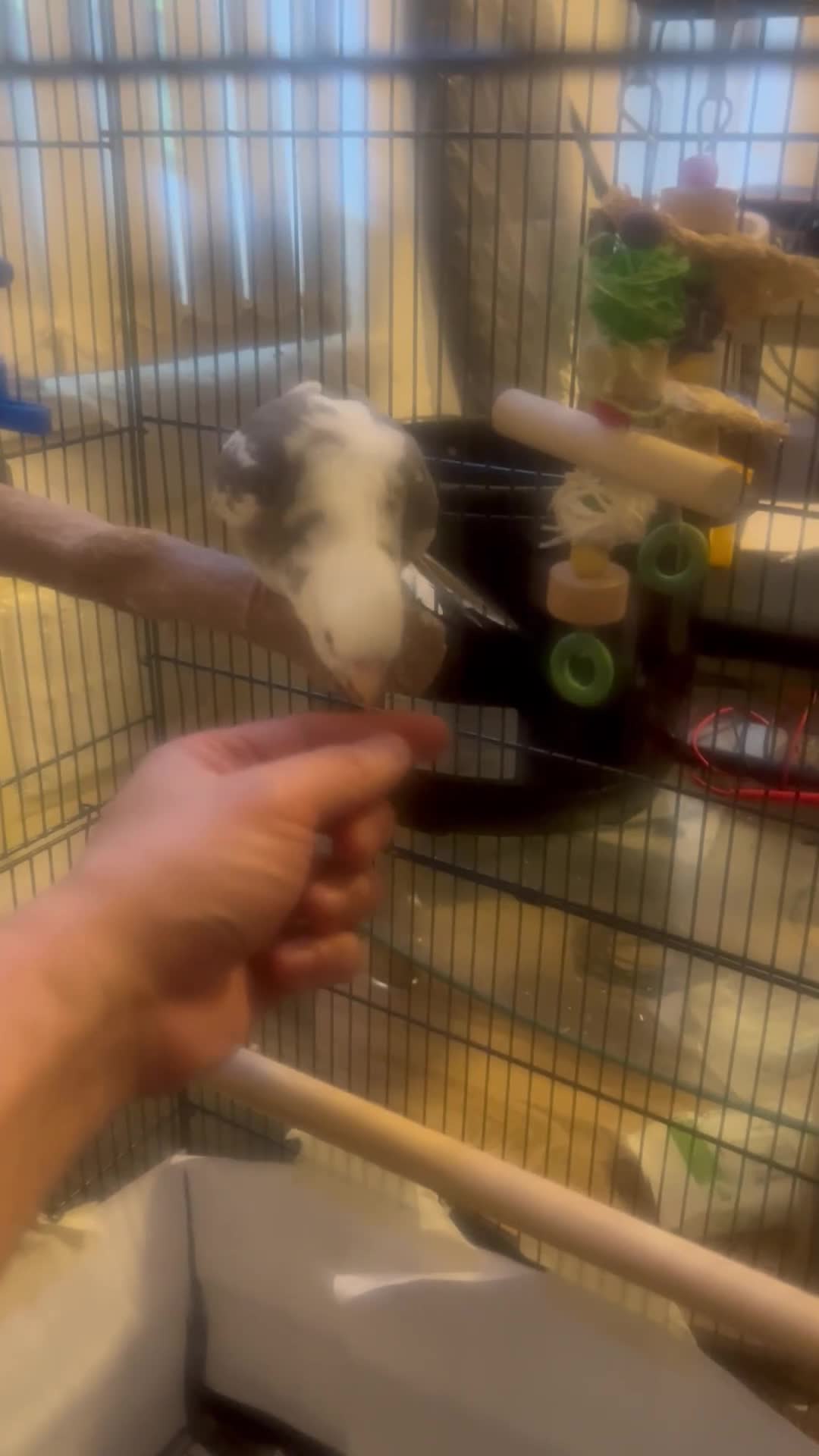 Cockatiels birds for sale: 1 year cockatiel - Video 1