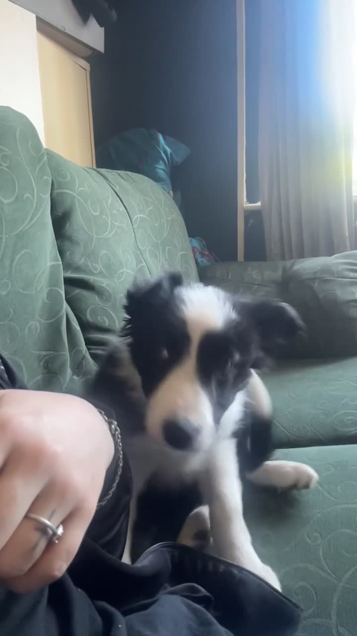 Border Collie dogs for sale: stunning old fashion collie boy - Video 4