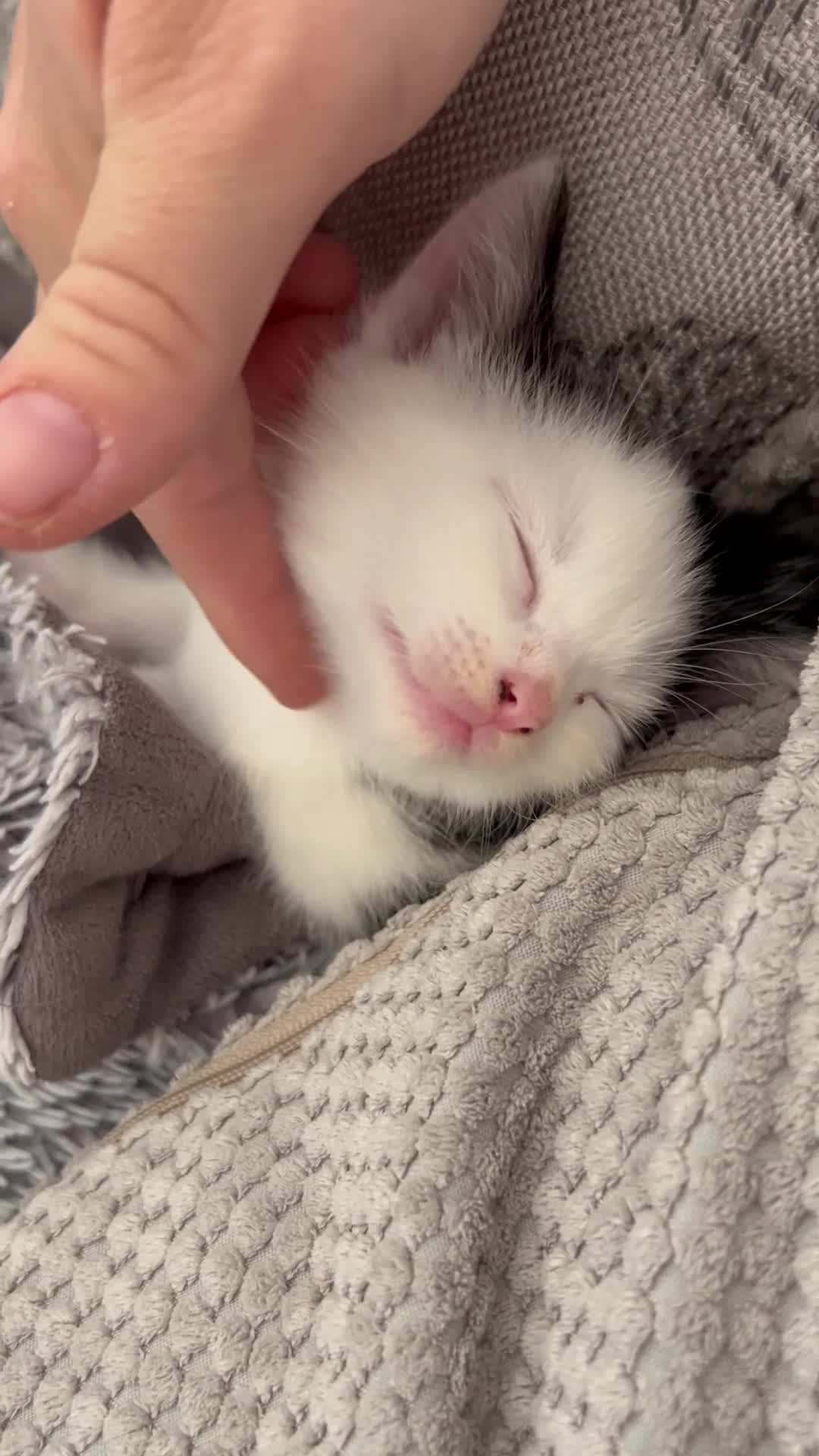 Mixed Breed cats for sale: Gorgeous vaccinated kitten 🐱❤️ - Video 1