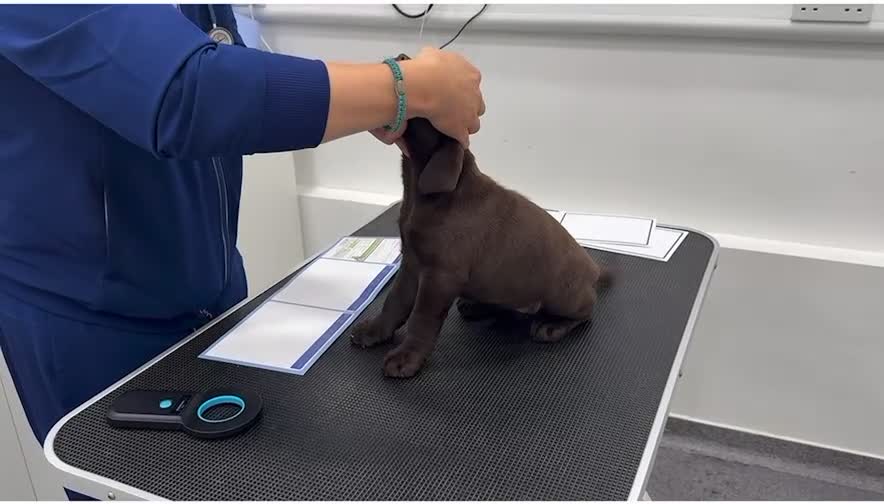 Labrador Retriever dogs for sale: Chunky Chocolate Girls Looking 4 Forever Families - Video 1