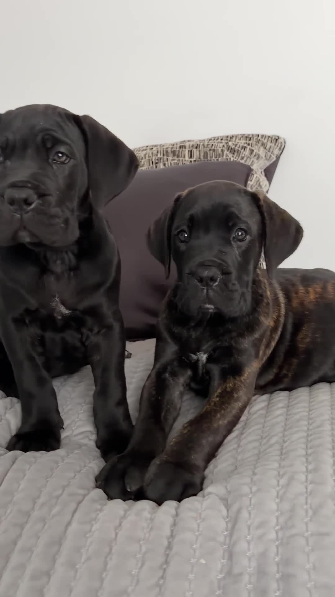 Cane Corso dogs for sale: *Ready Now* Last Girl Champion Bloodline  - Video 1