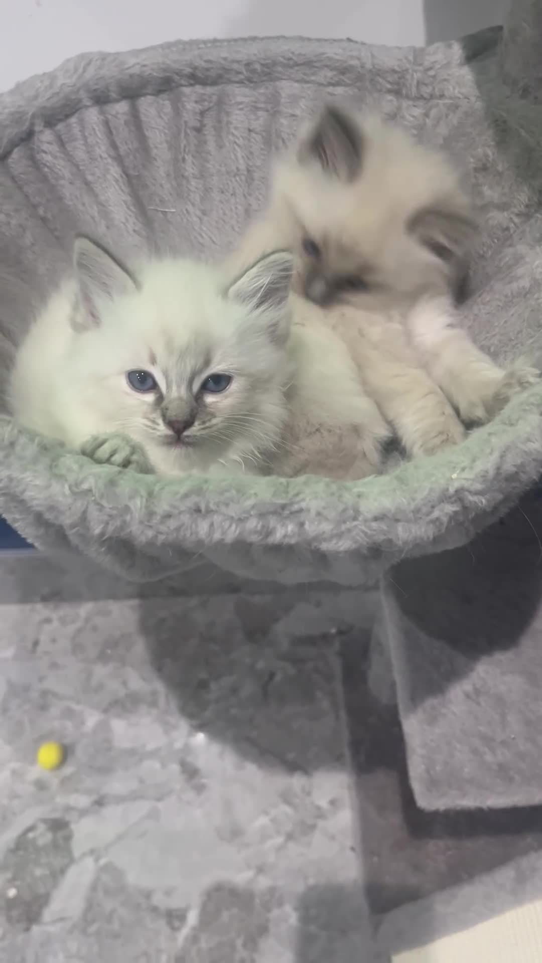 Ragdoll cats for sale: Ragdoll kittens for sale in Glasgow - Video 1