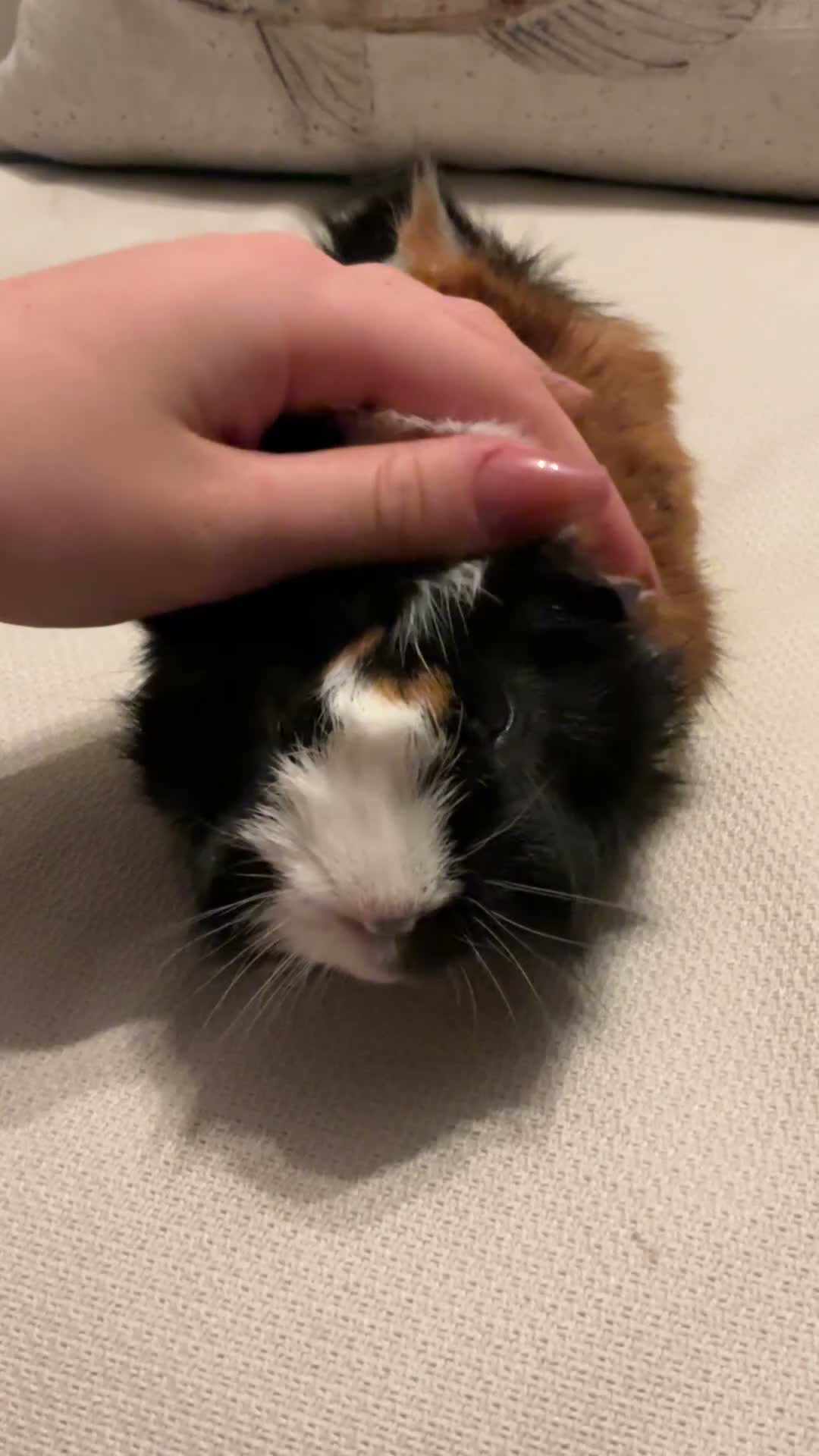 Guinea Pig rodents for sale: Morse the gorgeous male Guinea pig  in Telford - Video 1