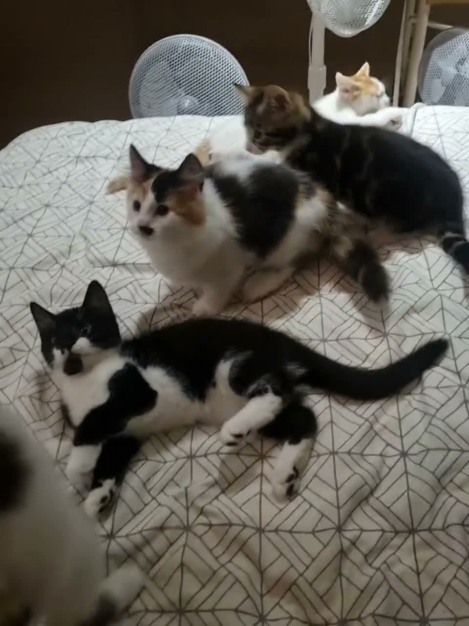 Mixed Breed cats for sale: Playfull beautiful 😍 kittens ready to go £85 - Video 1